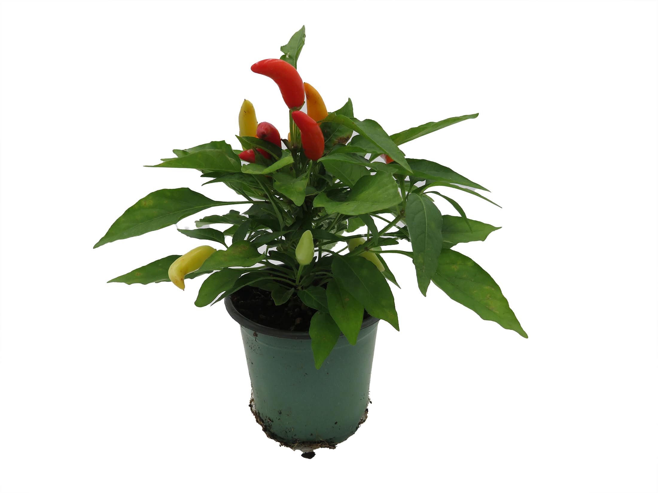 Hirt's Gardens NORTHGCORNAMPEP4 hseplants - View #3