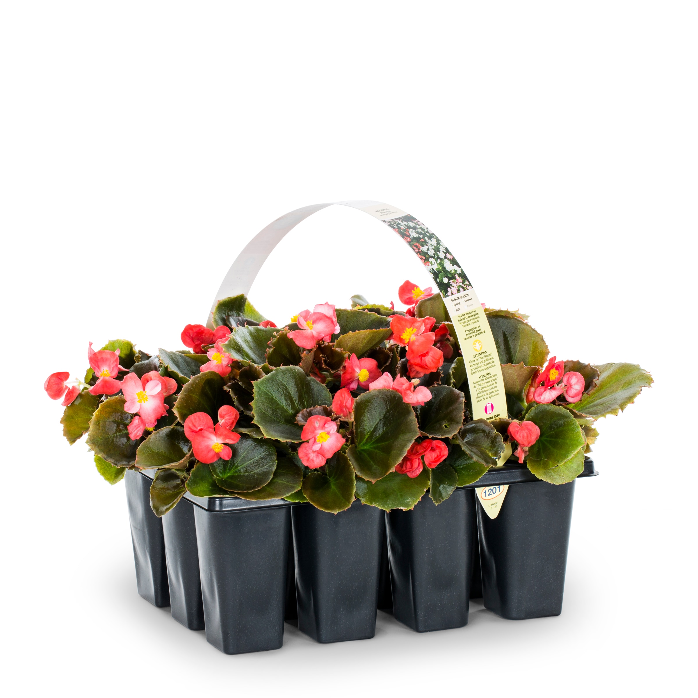 Lowe's Multicolor Begonia in 12-Pack Tray in the Annuals department at  