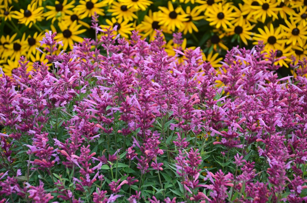 Spring Hill Nurseries 76551 perennials - View #4