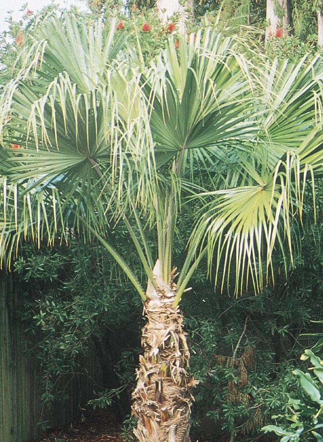 Lowe's 50613 10.25 -Gallon Yellow Feature tree Chinese Fan Palm In pot (with soil)