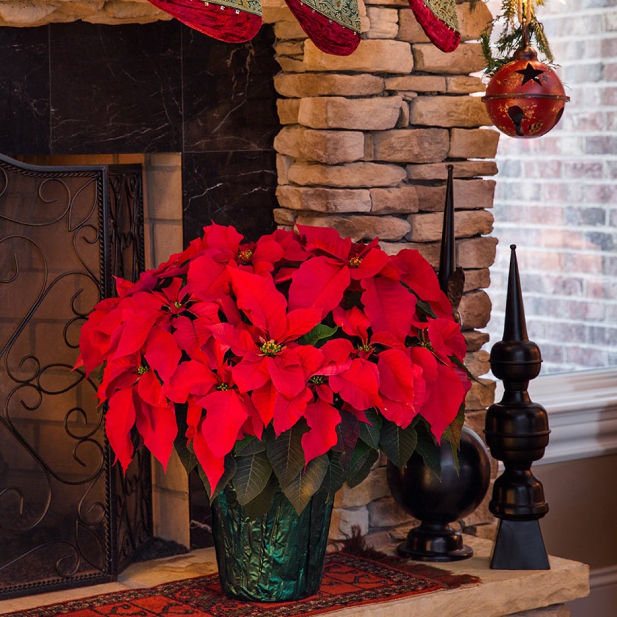 Lowe's 3.5-Quart Fresh Christmas Potted Poinsettia 5340073 at Lowes.com