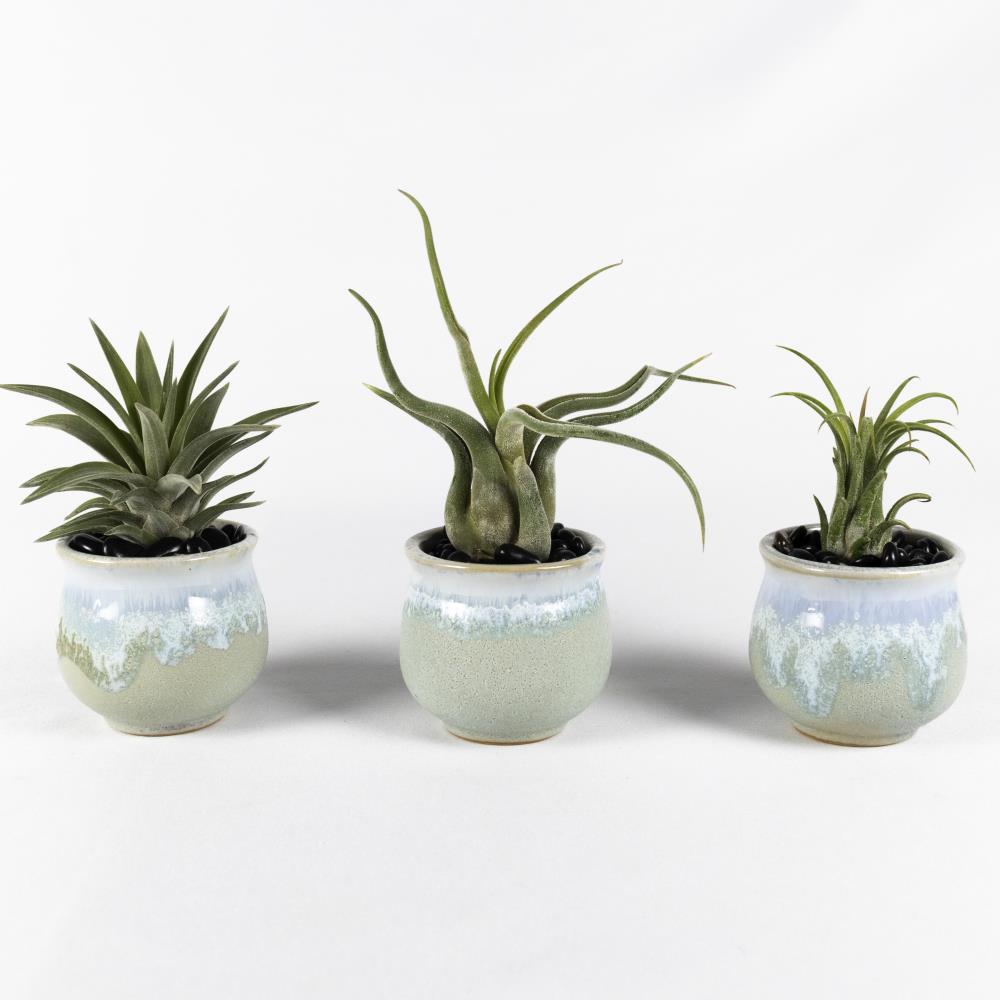 TropicalPlants.com Air Plant Set - 3 Live Air Plant Succulents in 2.3 ...