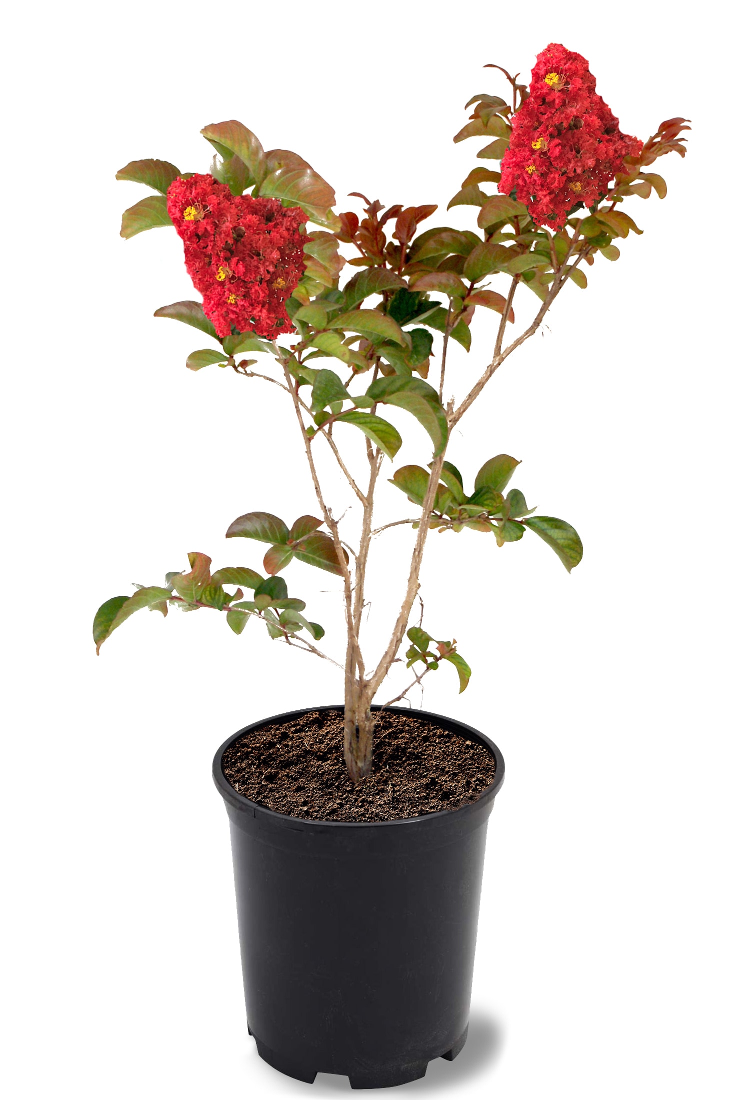 Southern Living Red Flowering Miss Frances Crape Myrtle In Pot (With ...