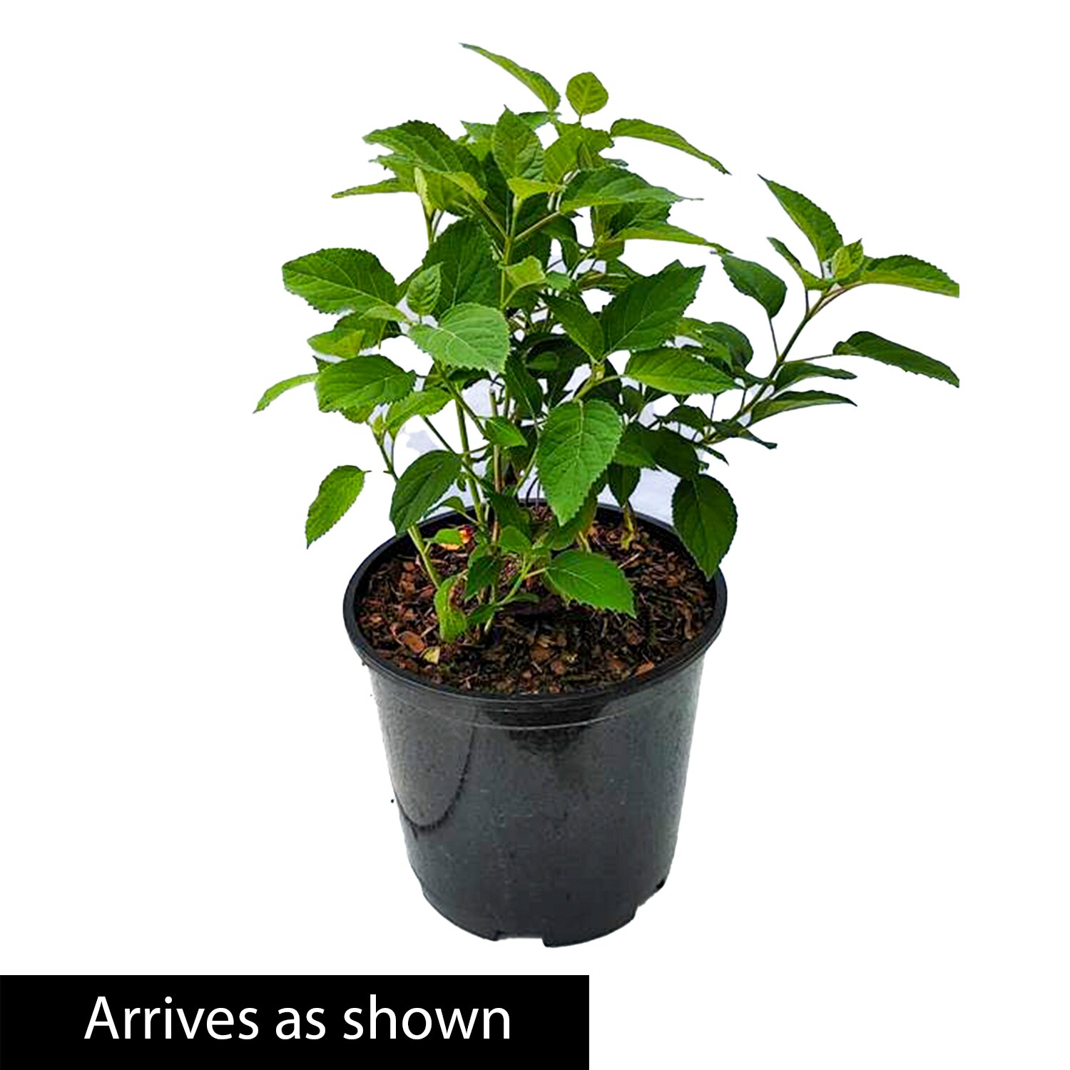 Spring Hill Nurseries 92438 shrubs - View #4