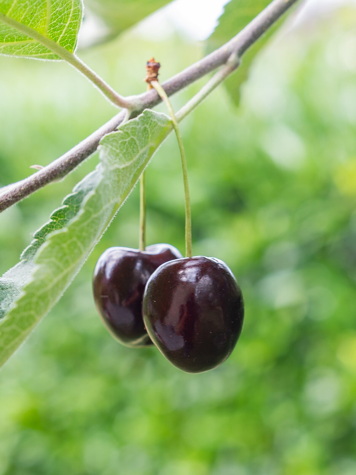 Black Tartarian Cherry Tree