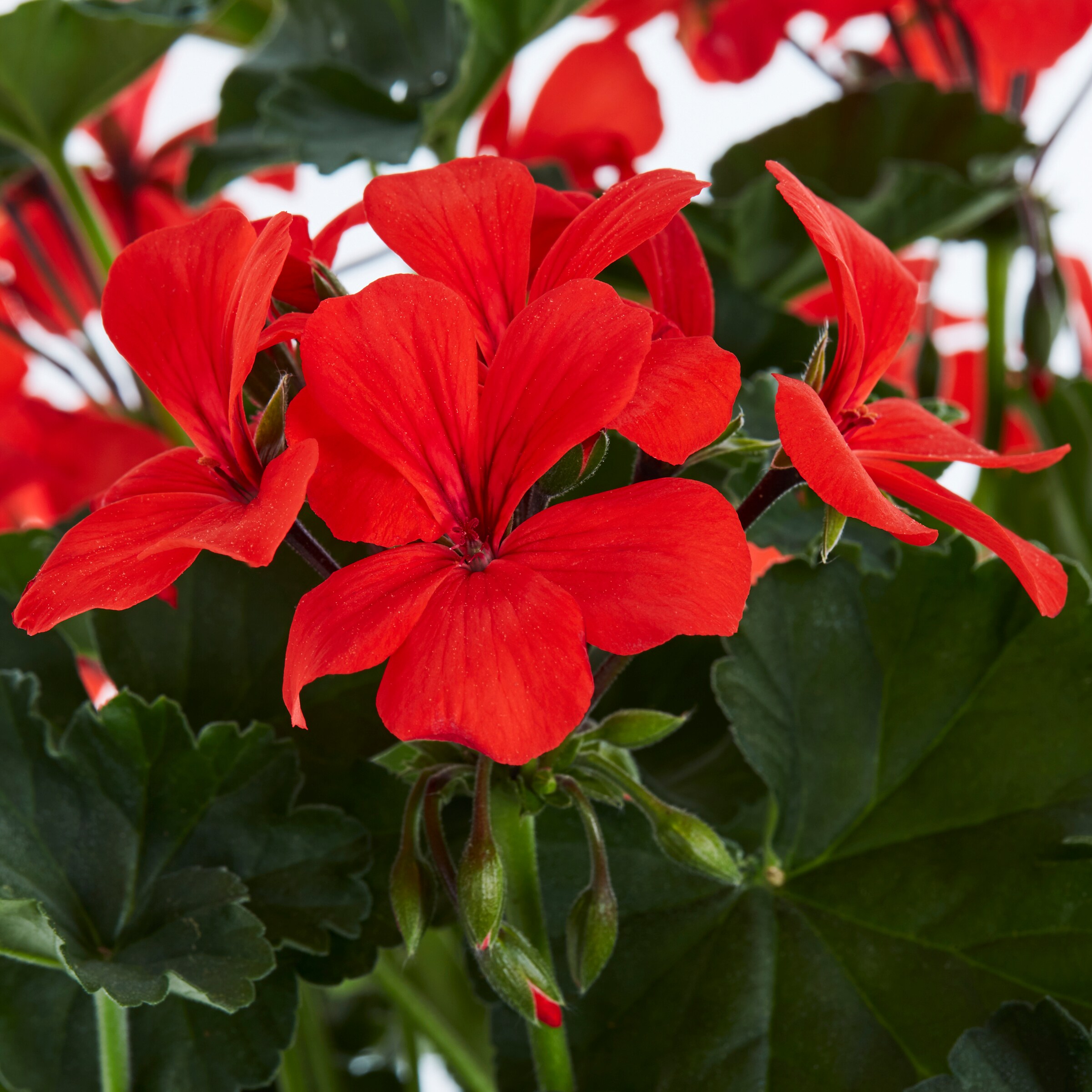 Monrovia 4846 annuals - View #2
