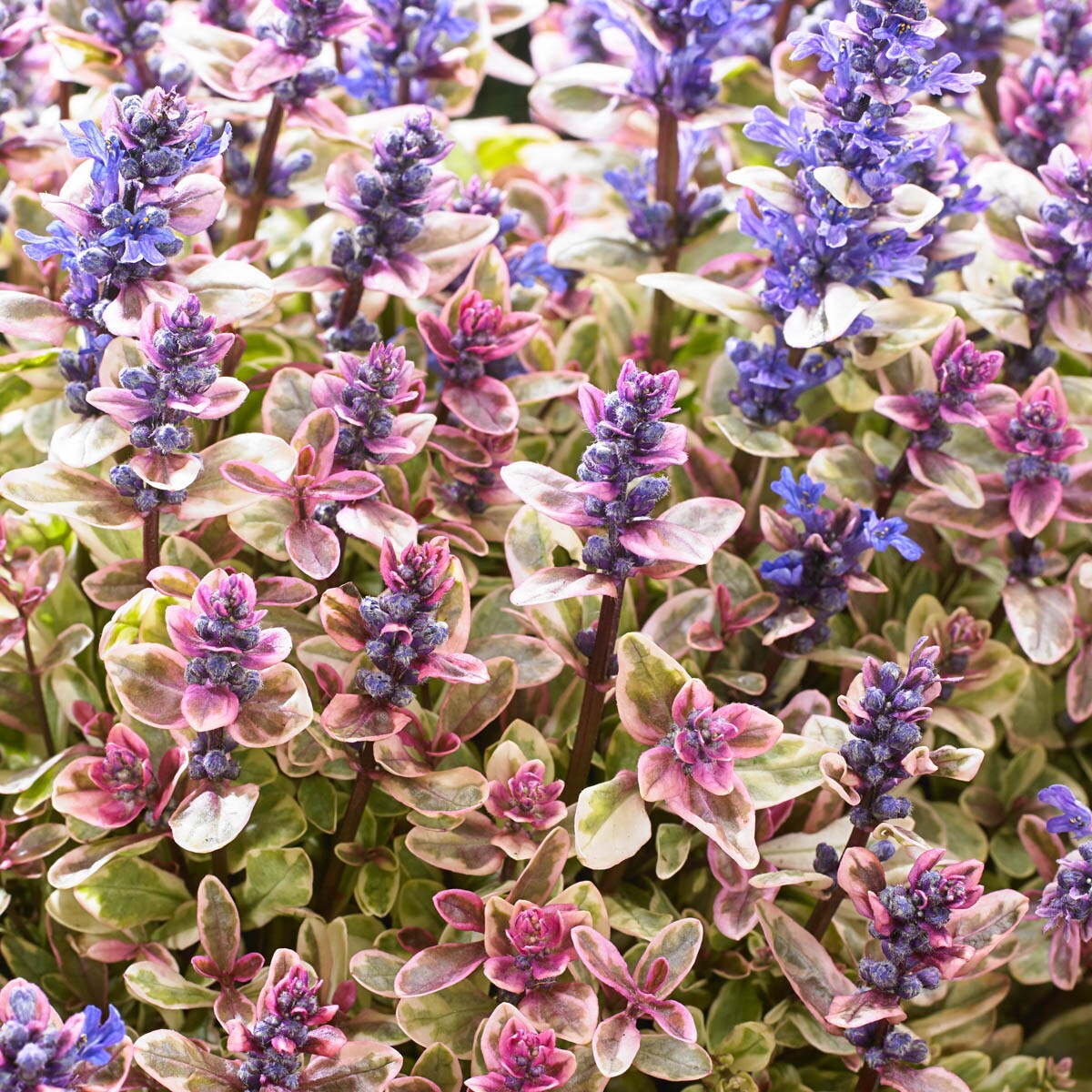 Spring Hill Nurseries 68222 Princess Nadia Ajuga In A 2-in Pot