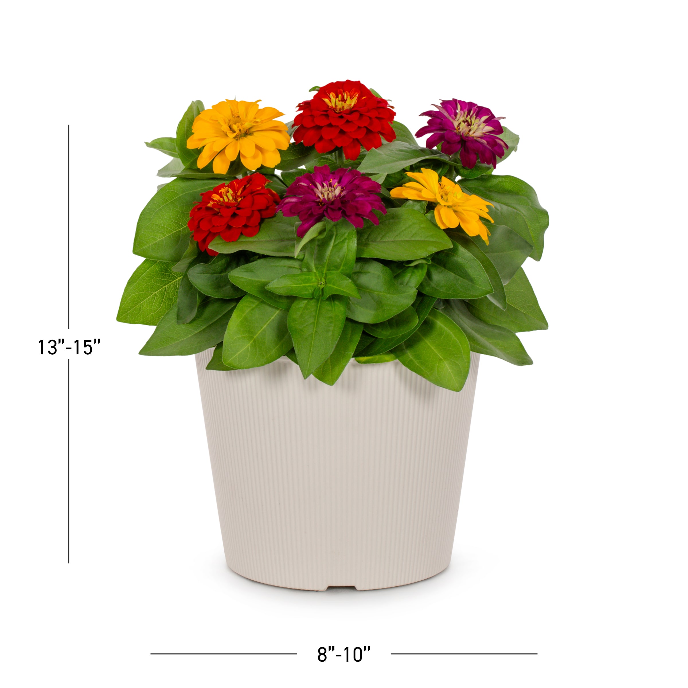 Lowe's NURSERY annuals - View #3
