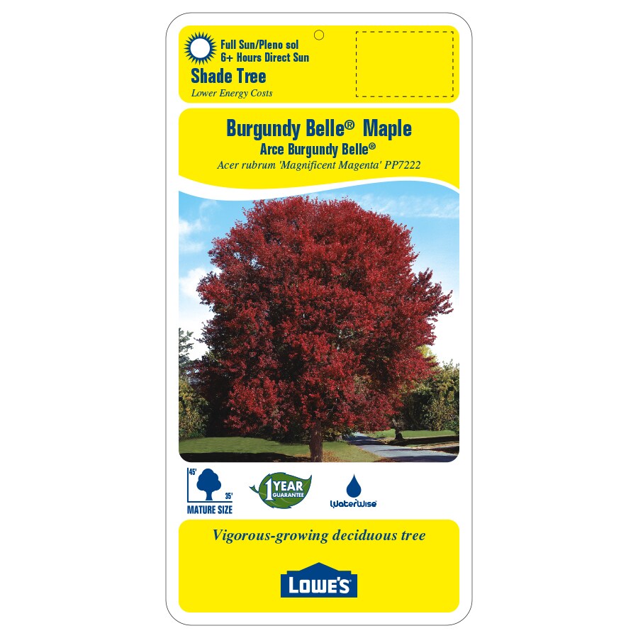 Lowe's 5.5-Gallons Red Shade Burgundy Belle Maple In Pot (With Soil) in ...