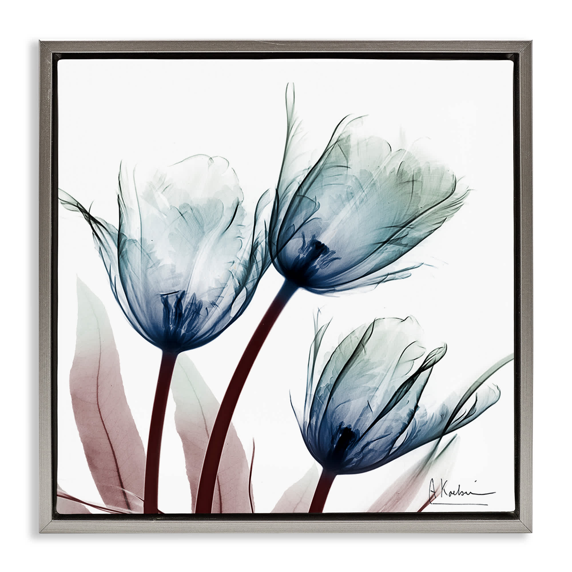 Stupell Industries BS-026-FFL-24X24 Translucent Tulip Bulbs Gray Framed Floater Canvas Wall Art By Albert Koetsier 25 x 25