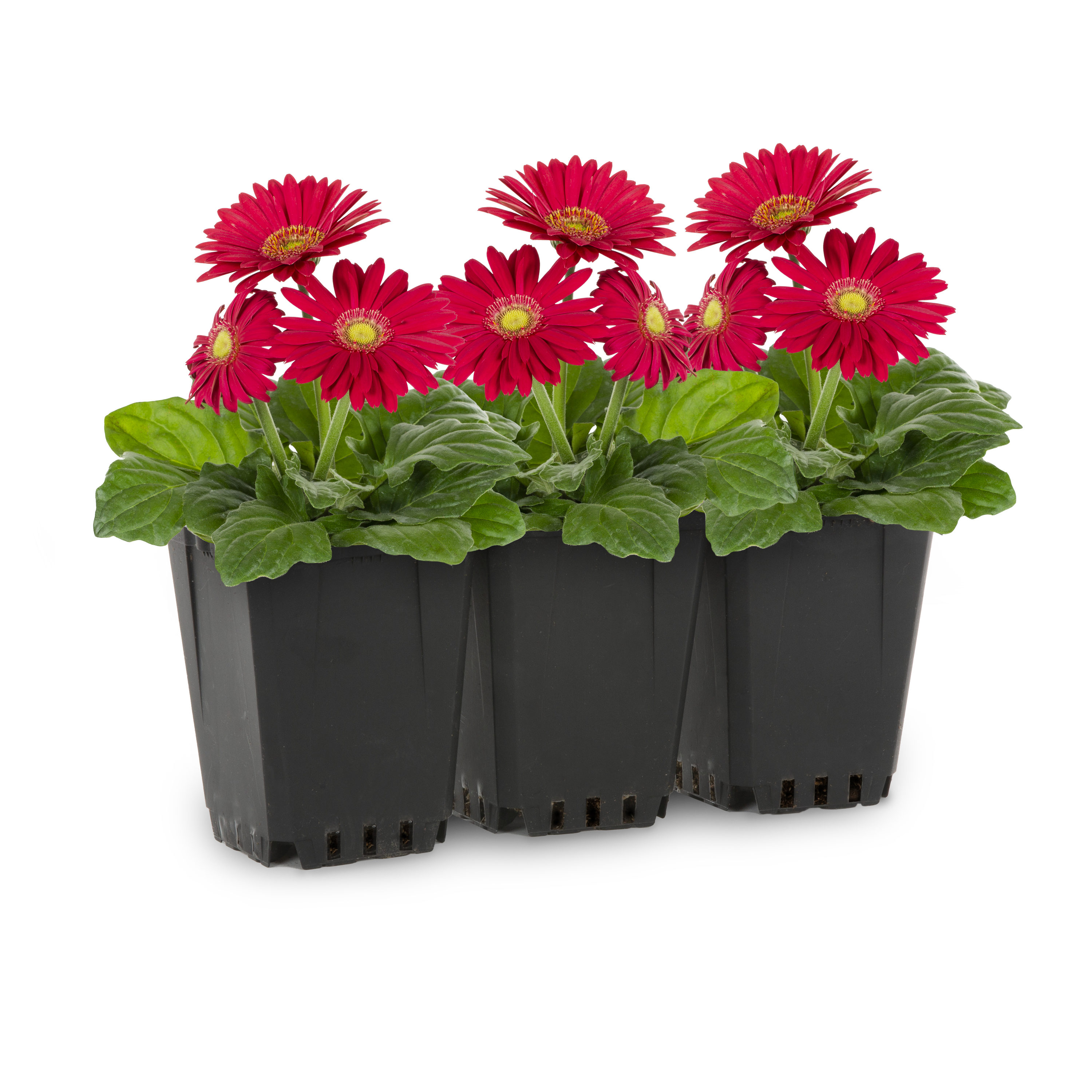Lowe's Multicolor Gerbera Daisy in 3-Pack Tray in the Annuals department at  