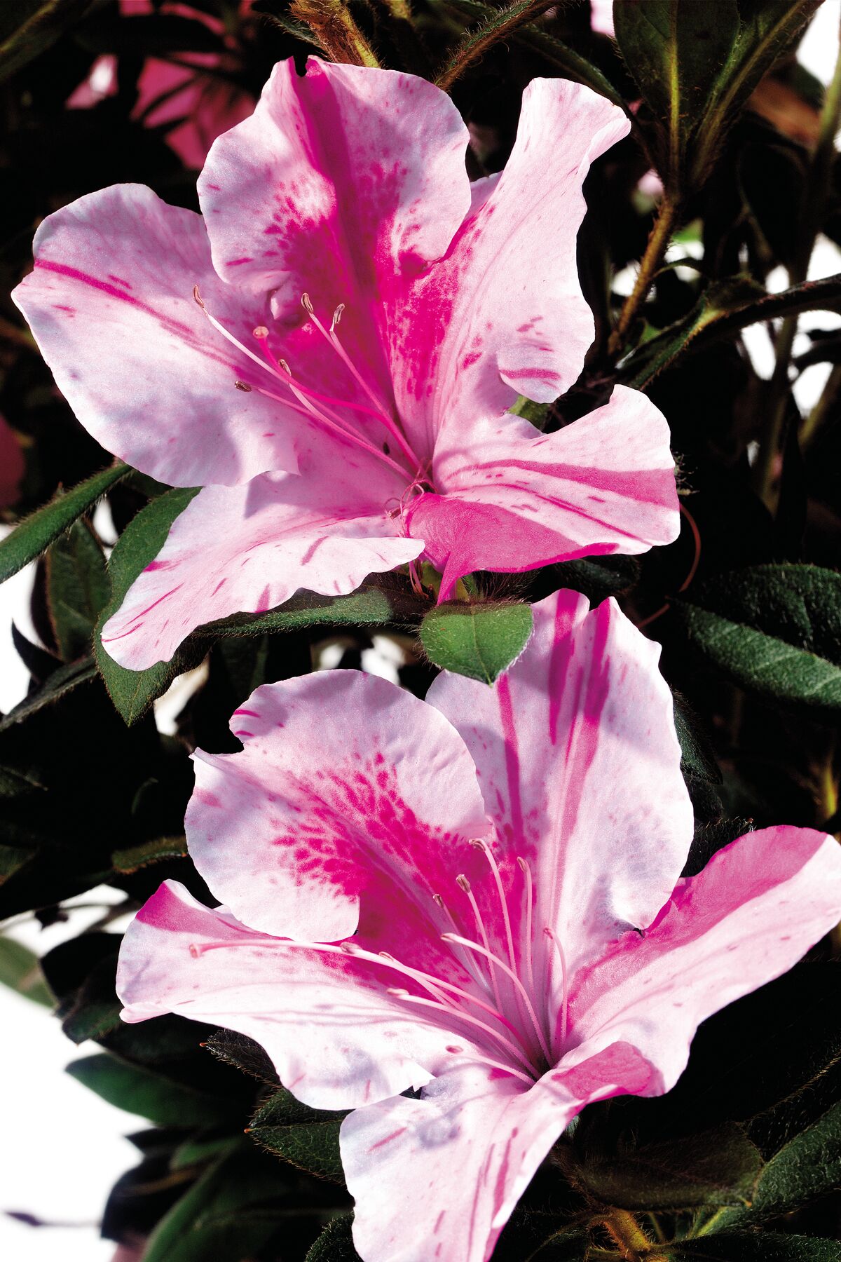 Encore Azalea 80561 shrubs - View #9