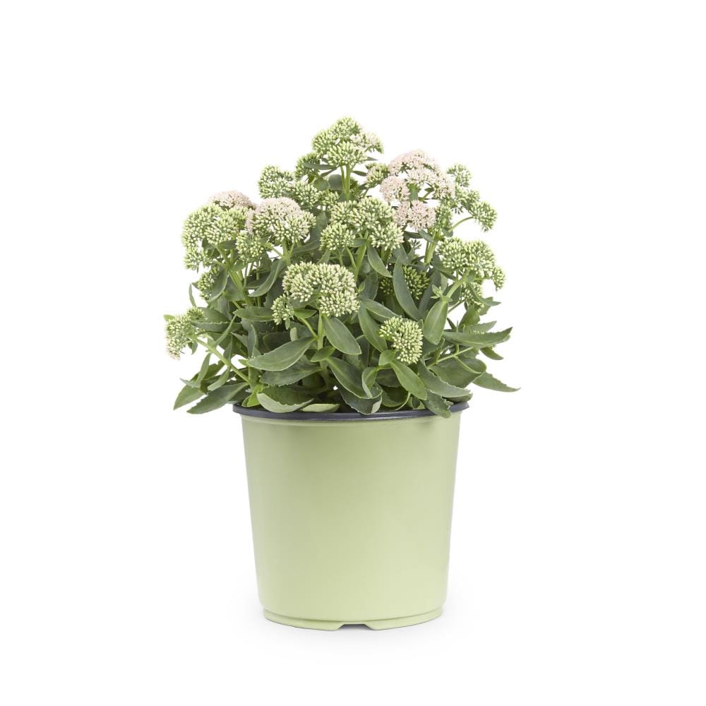Lowe's NURSERY Multicolor Stonecrop Plant in 1.5 -Gallon Pot 1 -Pack