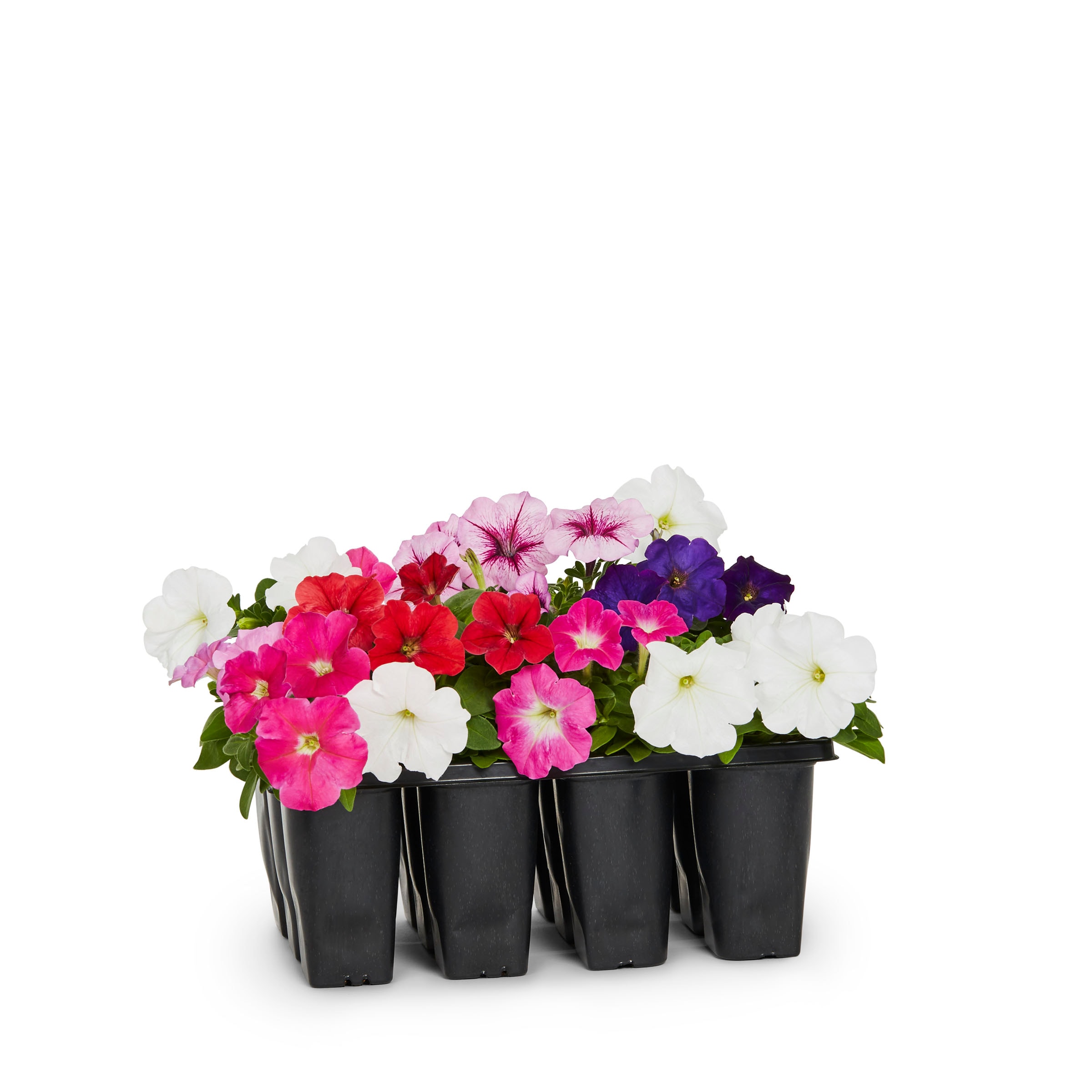 Lowe's 421930 annuals - View #3