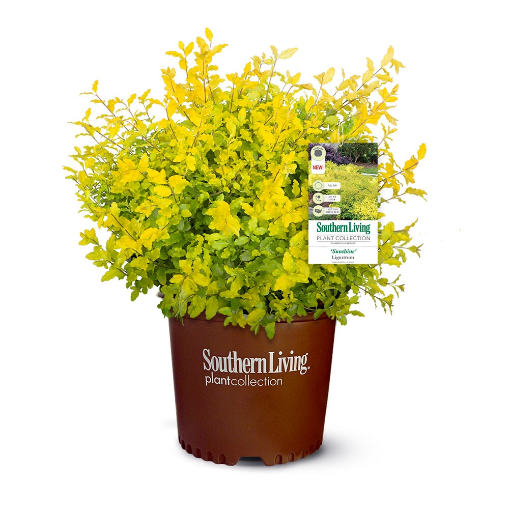 Southern Living Plant Collection 2.5 -Quart Sunshine Ligustrum Accent Shrub 1 -Pack