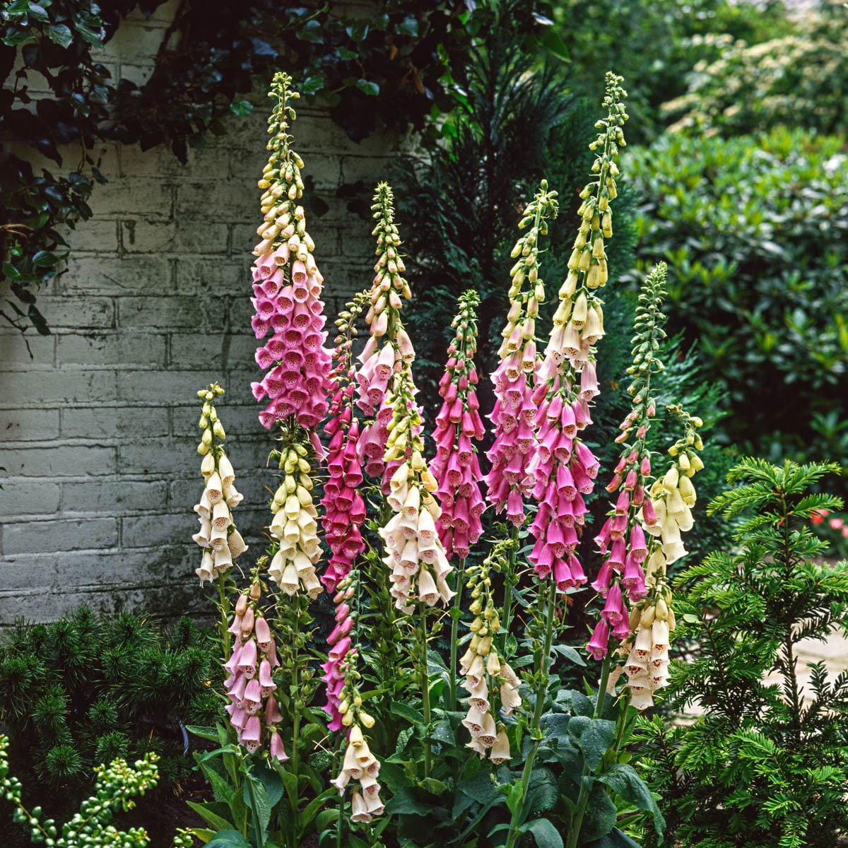 Spring Hill Nurseries Multicolor Flowering Excelsior Foxglove Plant in ...