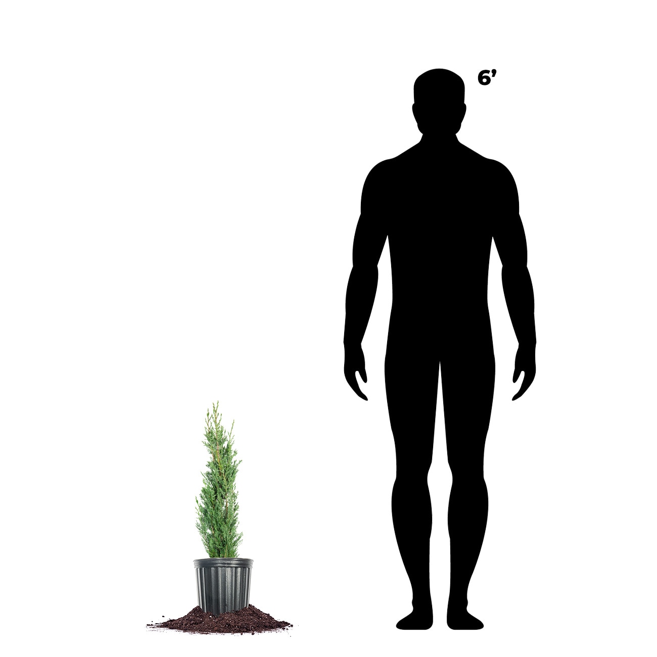 Perfect Plants LOITALIANCYPRES1-2FT trees - View #4