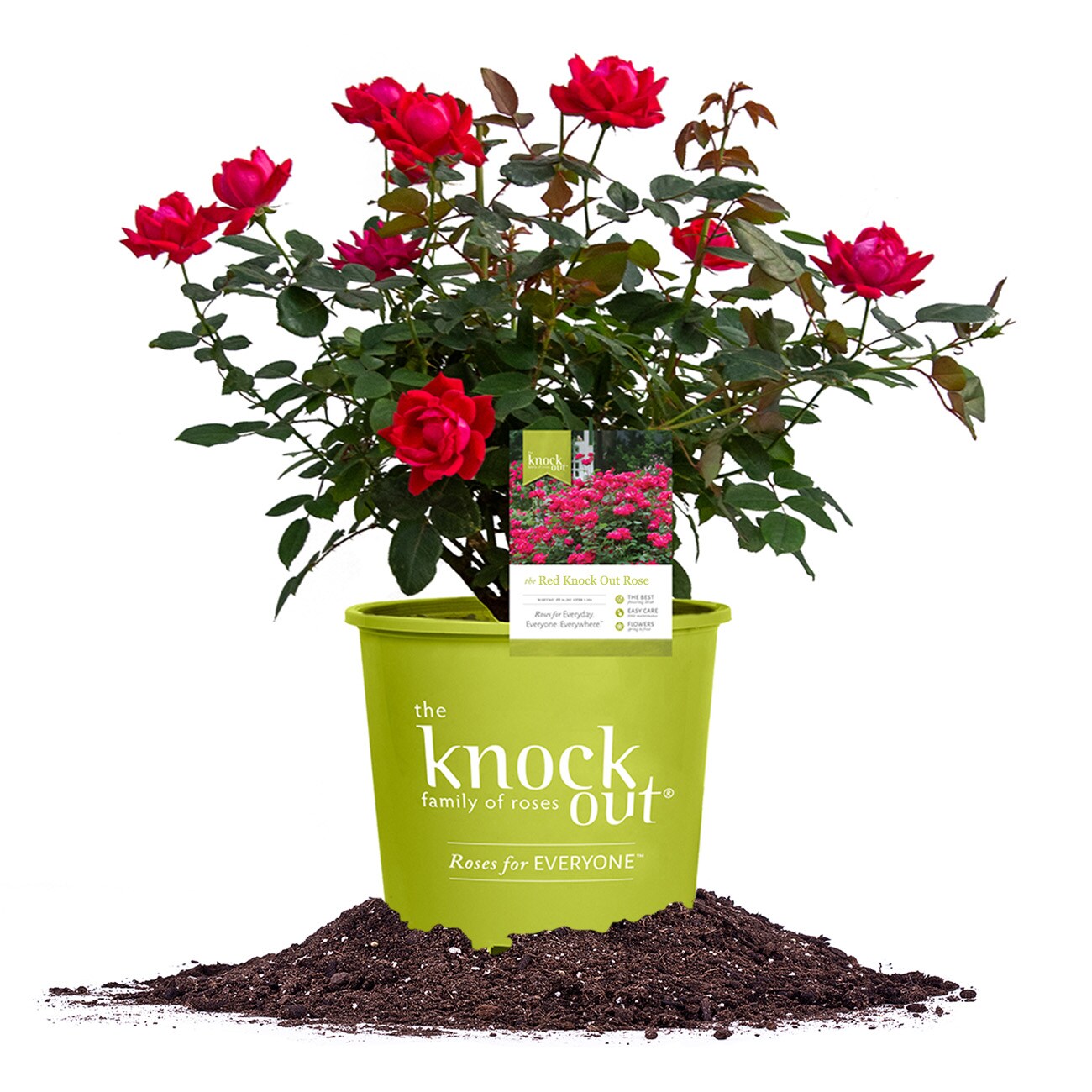 Red KnockOut Rose Plants, Bulbs & Seeds at Lowes.com