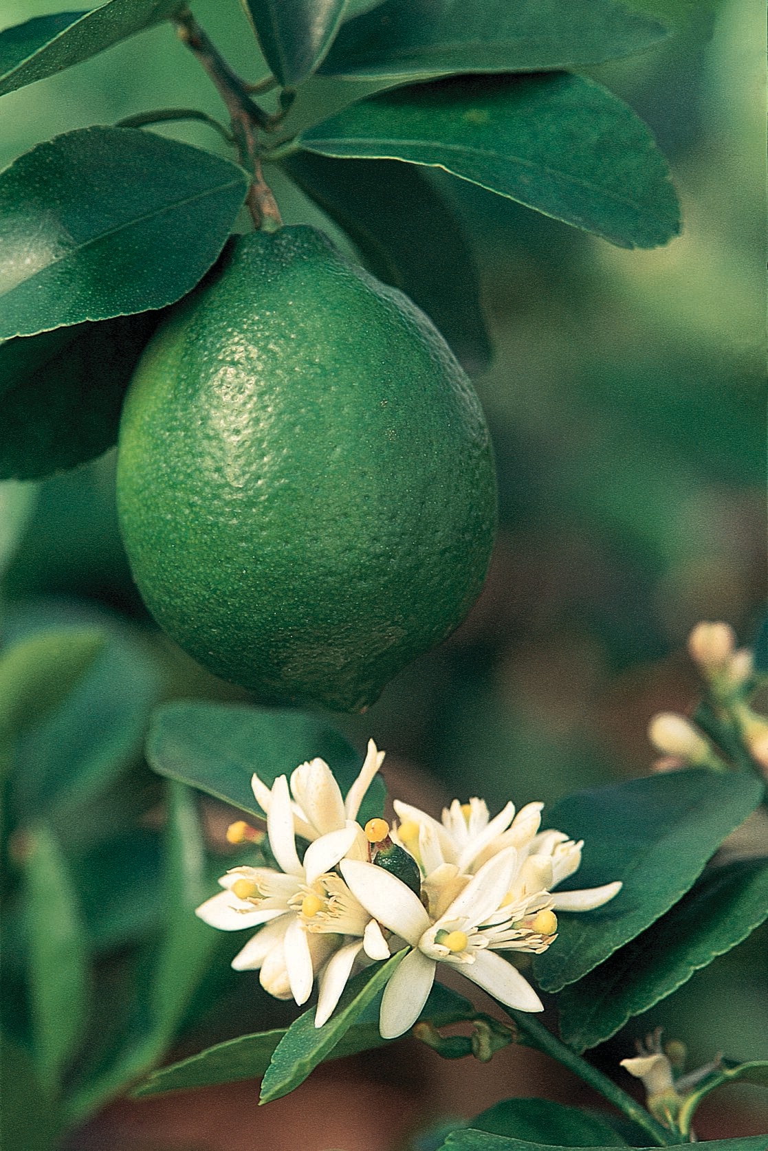 Lowe's 018902969257 1 -Pack Lime Plant
