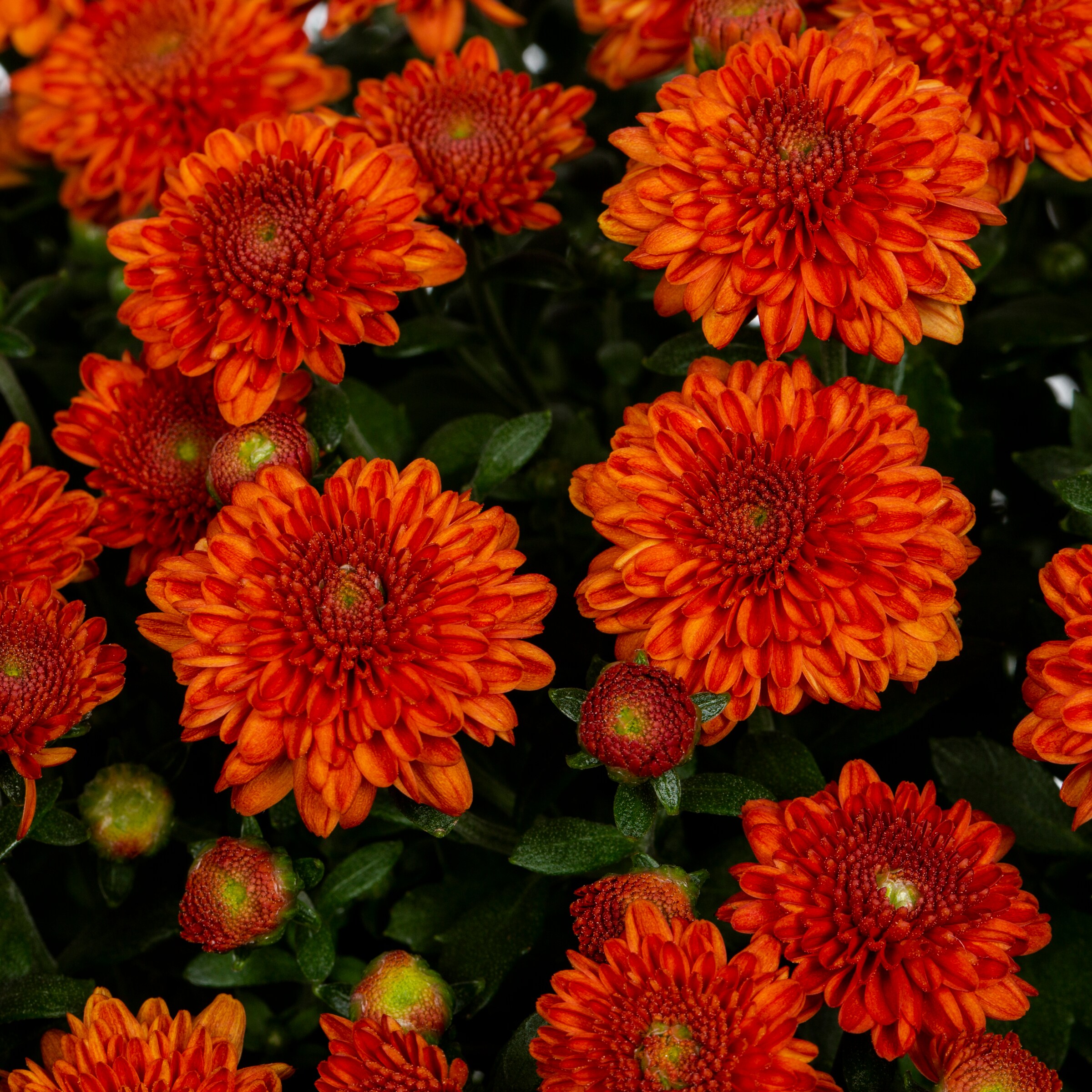 Lowe's Orange Mum in 1-Gallon Planter in the Annuals department at ...