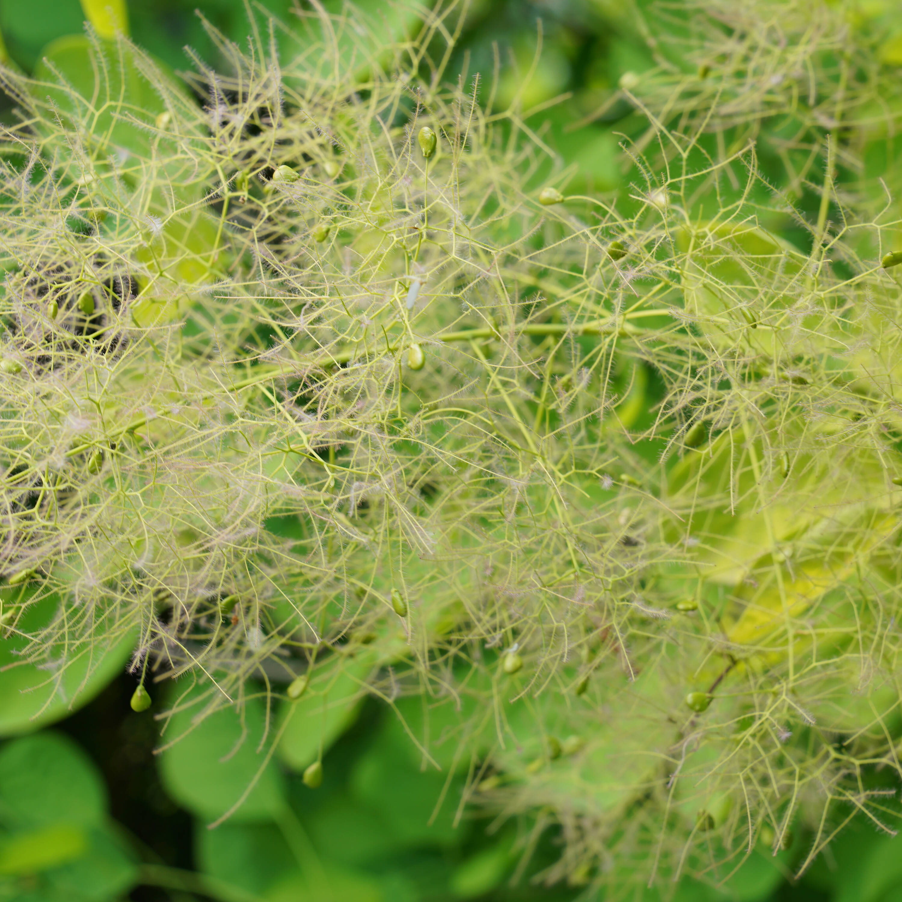 Proven Winners COTPRC1037800 Pink Winecraft Gold Smokebush (Cotinus) Flowering Shrub in 1 -Quart Pot