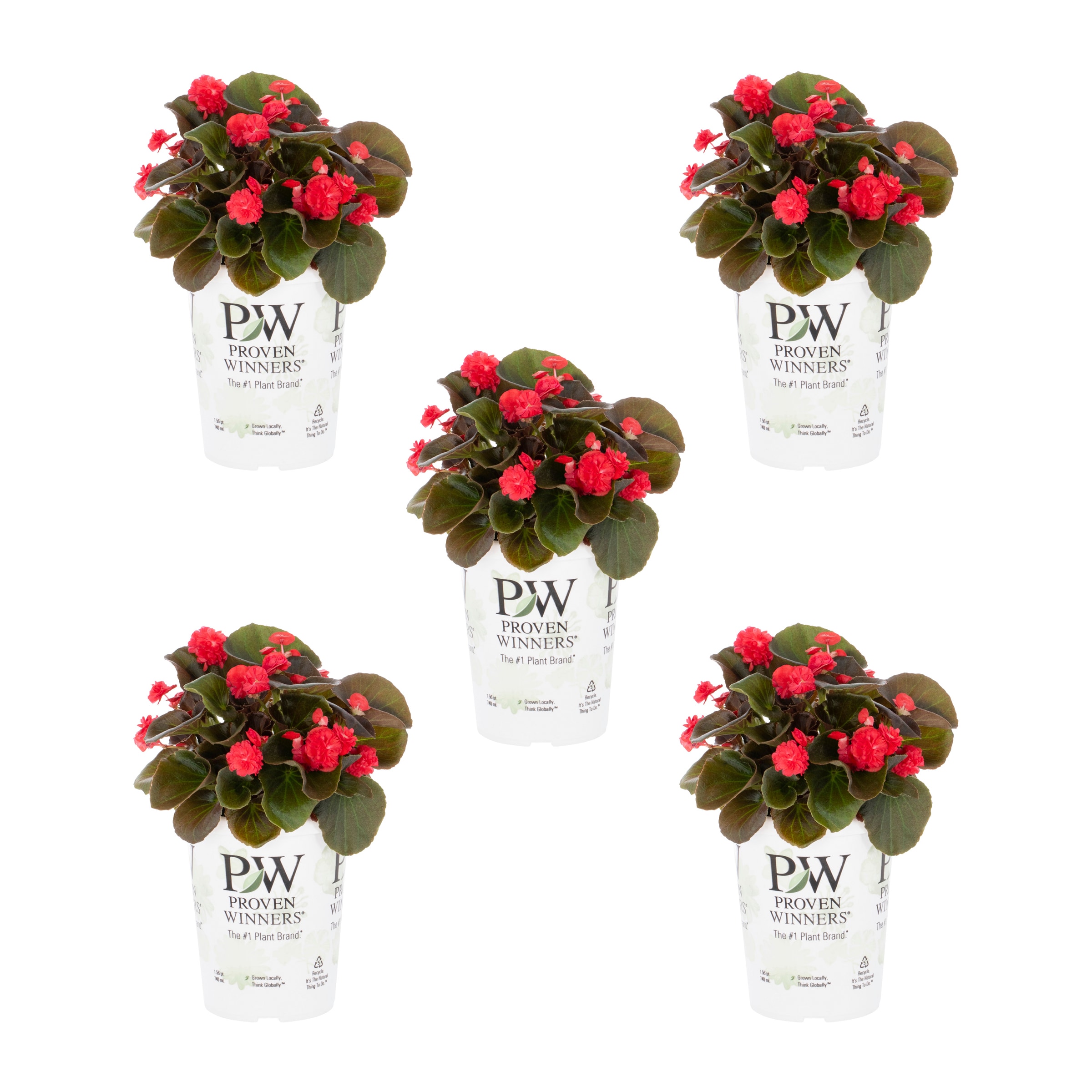 Proven Winners 5062 Red Begonia in 1.5 Pint Pot 5 -Pack