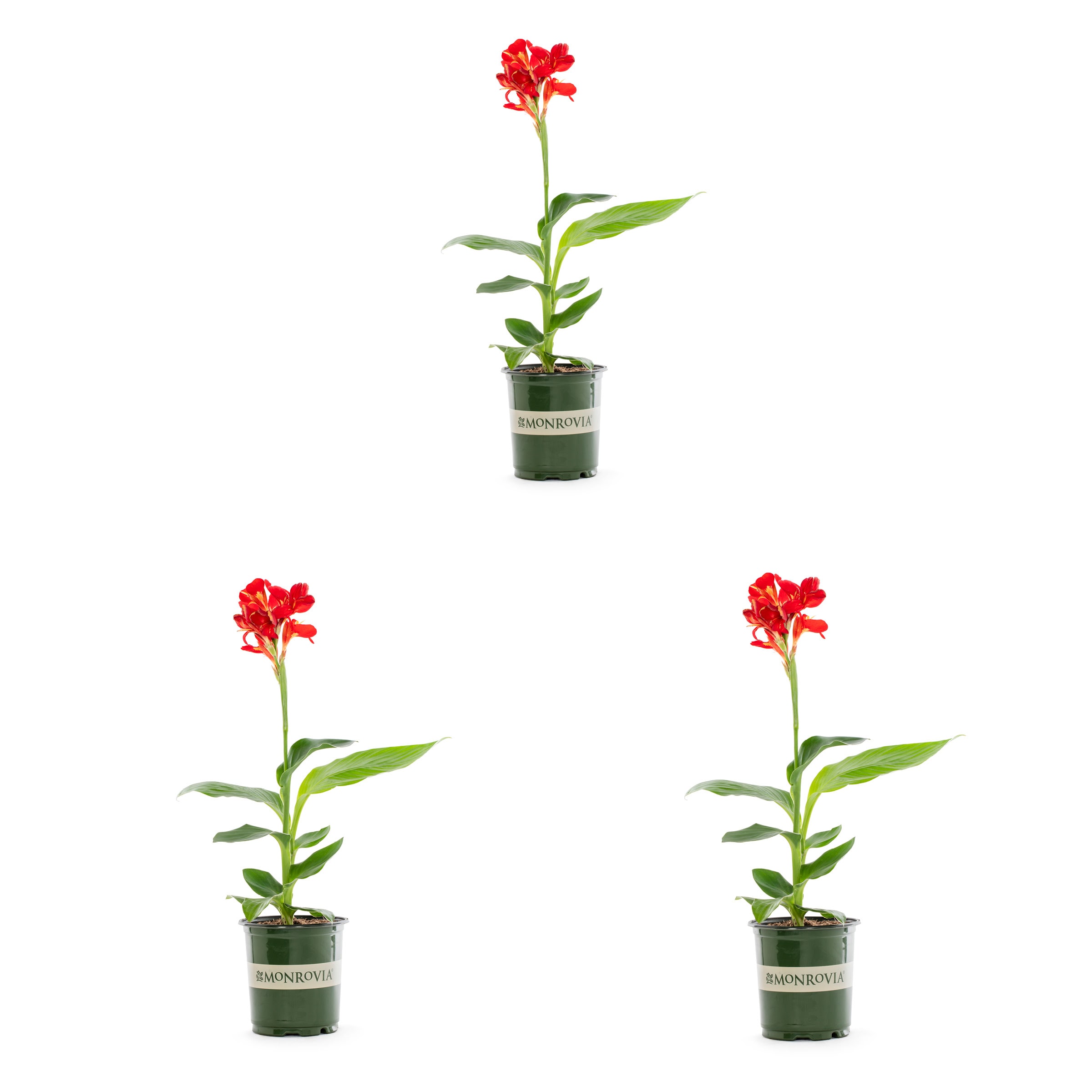 Monrovia 79152 Red Canna Cannova in 2 Quart(s) Pot 3 -Pack