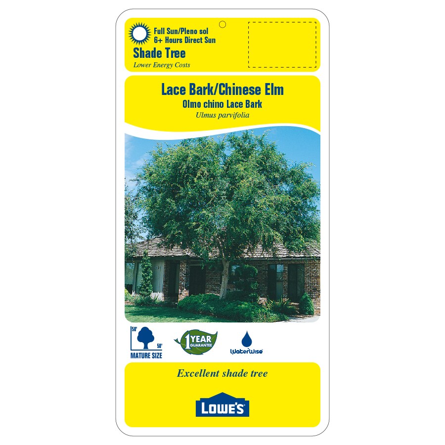 Lowe's ULMPAS0045 trees - View #2