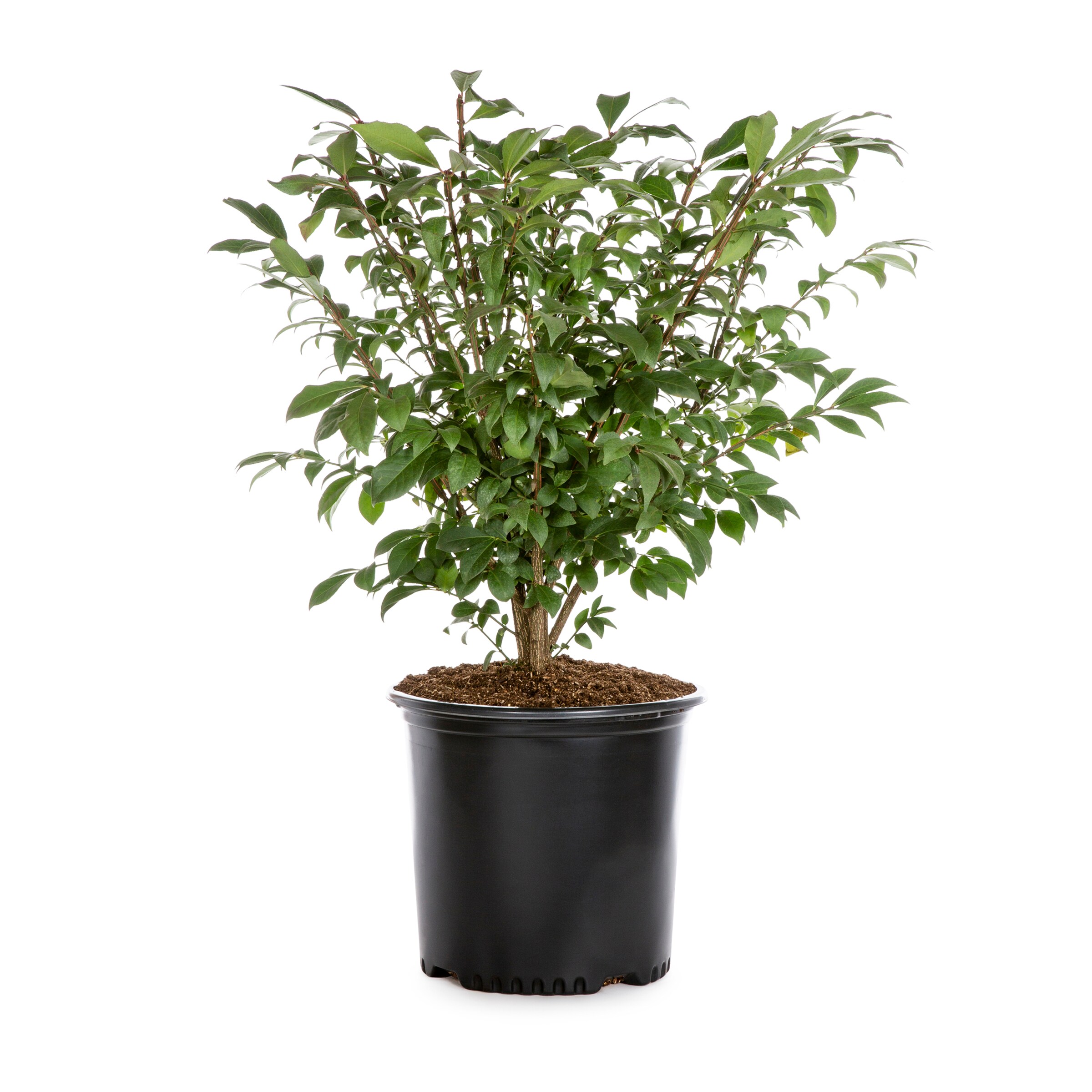 Lowe's Dwarf Burning Bush Foundation/Hedge Shrub in 2.5-Quart Pot