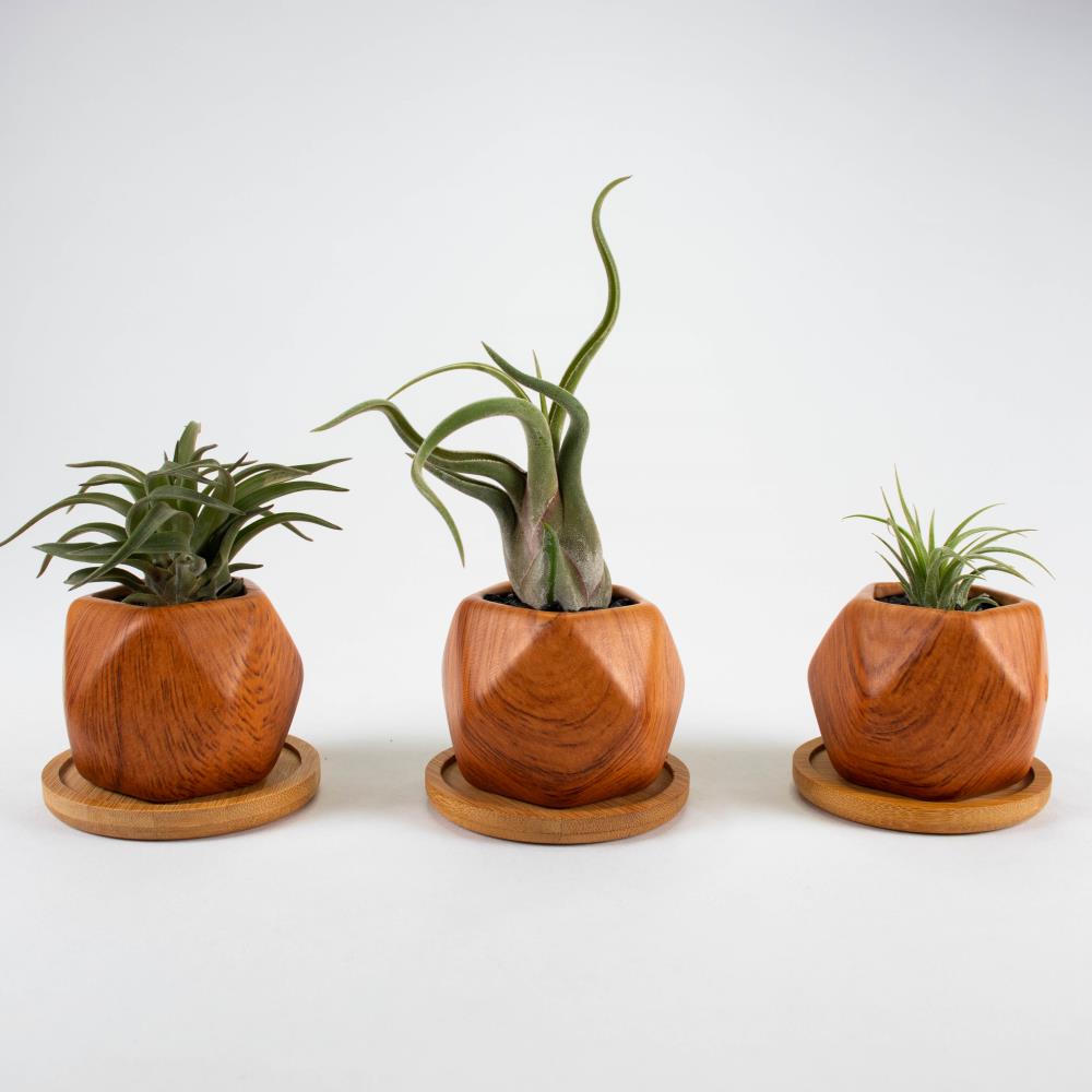 TropicalPlants.com FORTIWOOGEO03B Air Plant Set - 3 Live Air Plant Succulents in 3 in. Wood Pattern Ceramic Geometric Pots w/Black Stones (3-Pack)