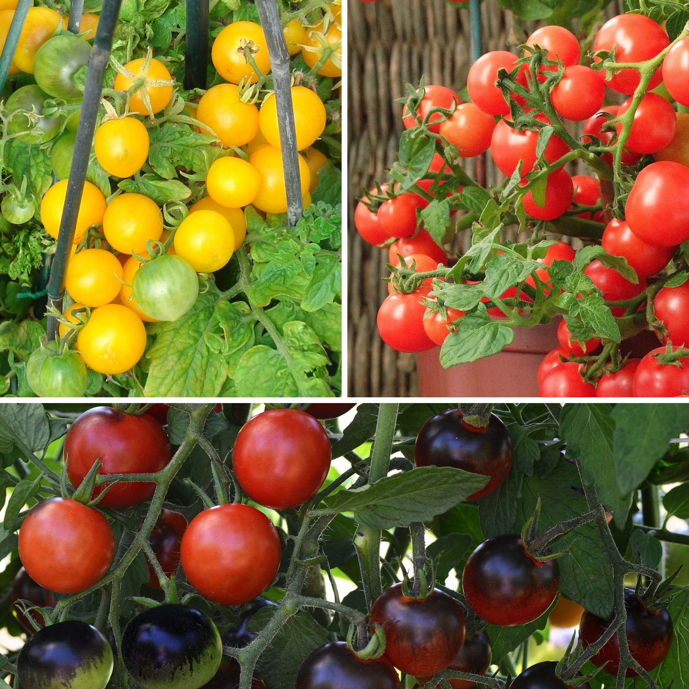 National Plant Network LW2250 Tomato Candy Collection Plant in Pot