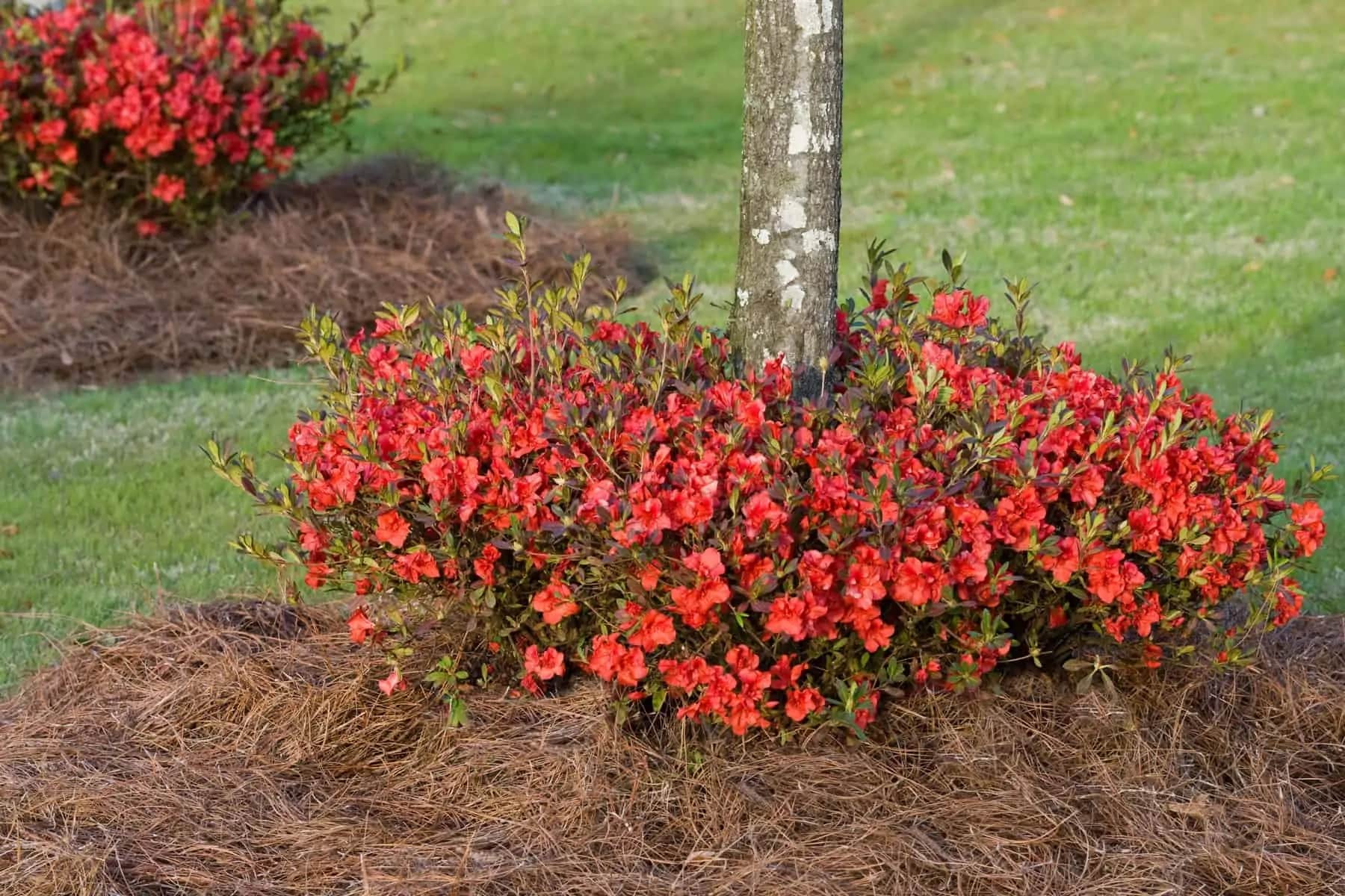 Encore Azalea 80511-2 shrubs - View #11
