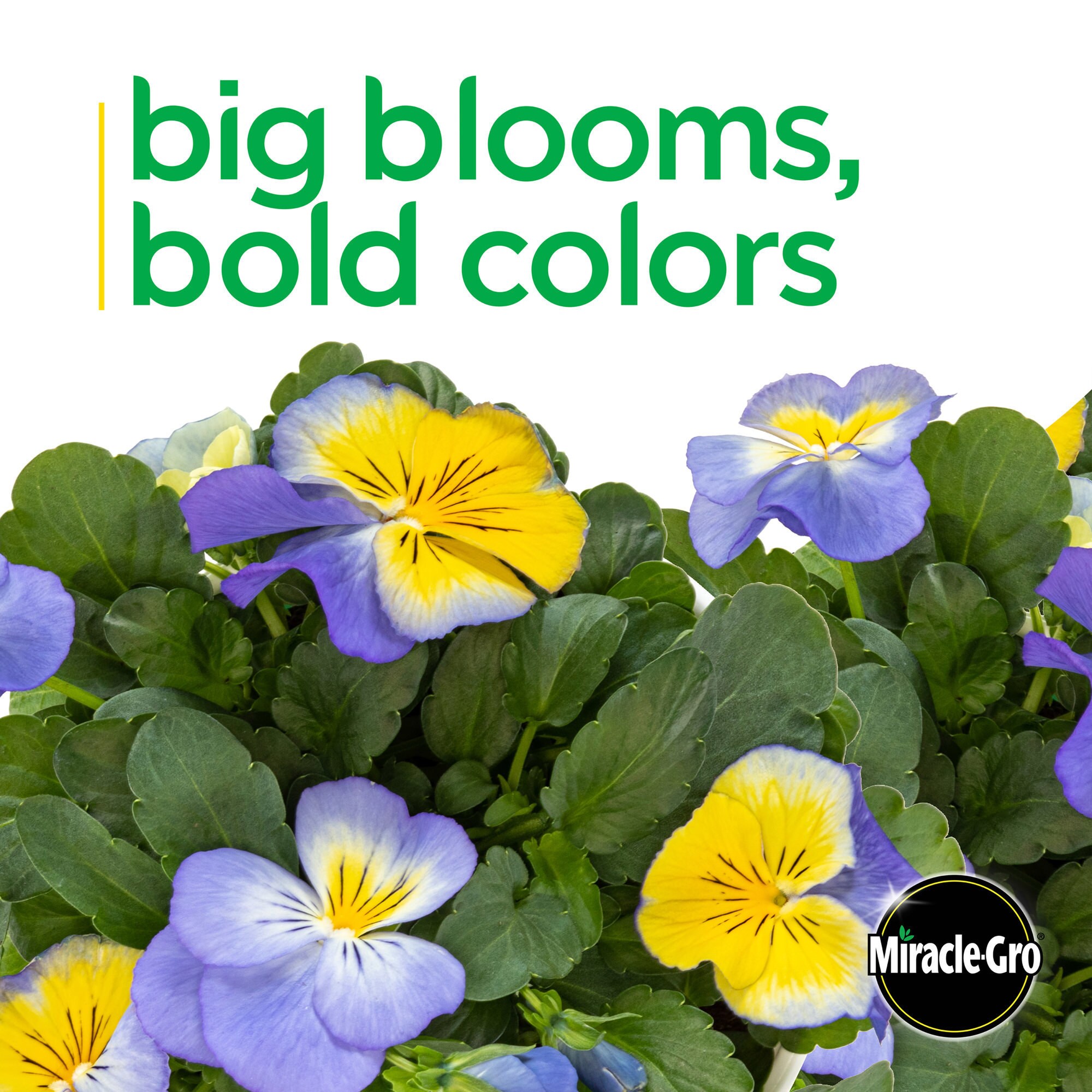 Miracle-Gro 203119 annuals - View #5