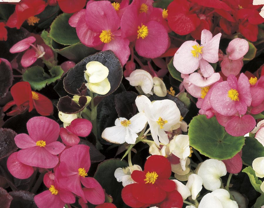 Lowe's Multicolor Begonia in  Tray at 