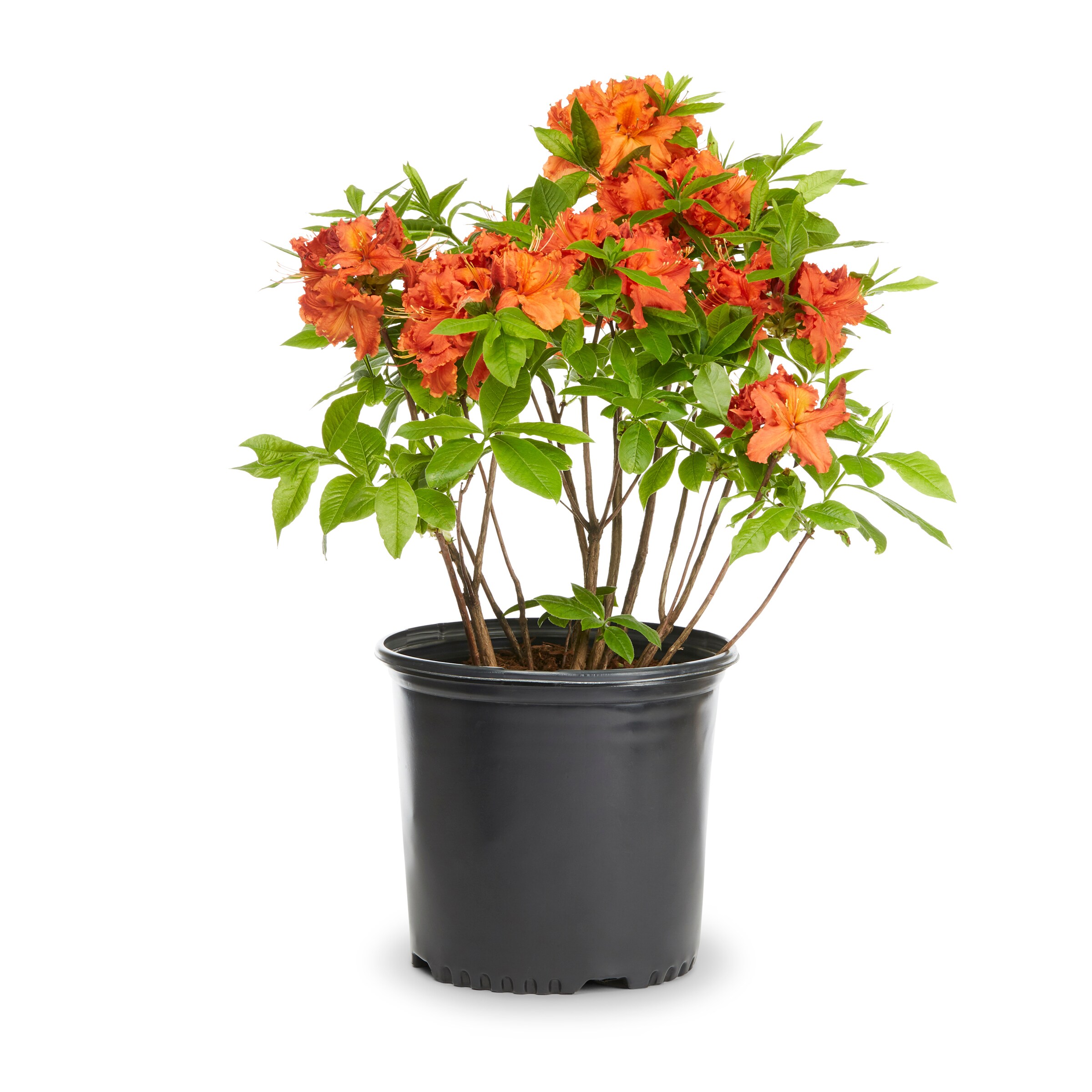 Image of Exbury azalea in a pot