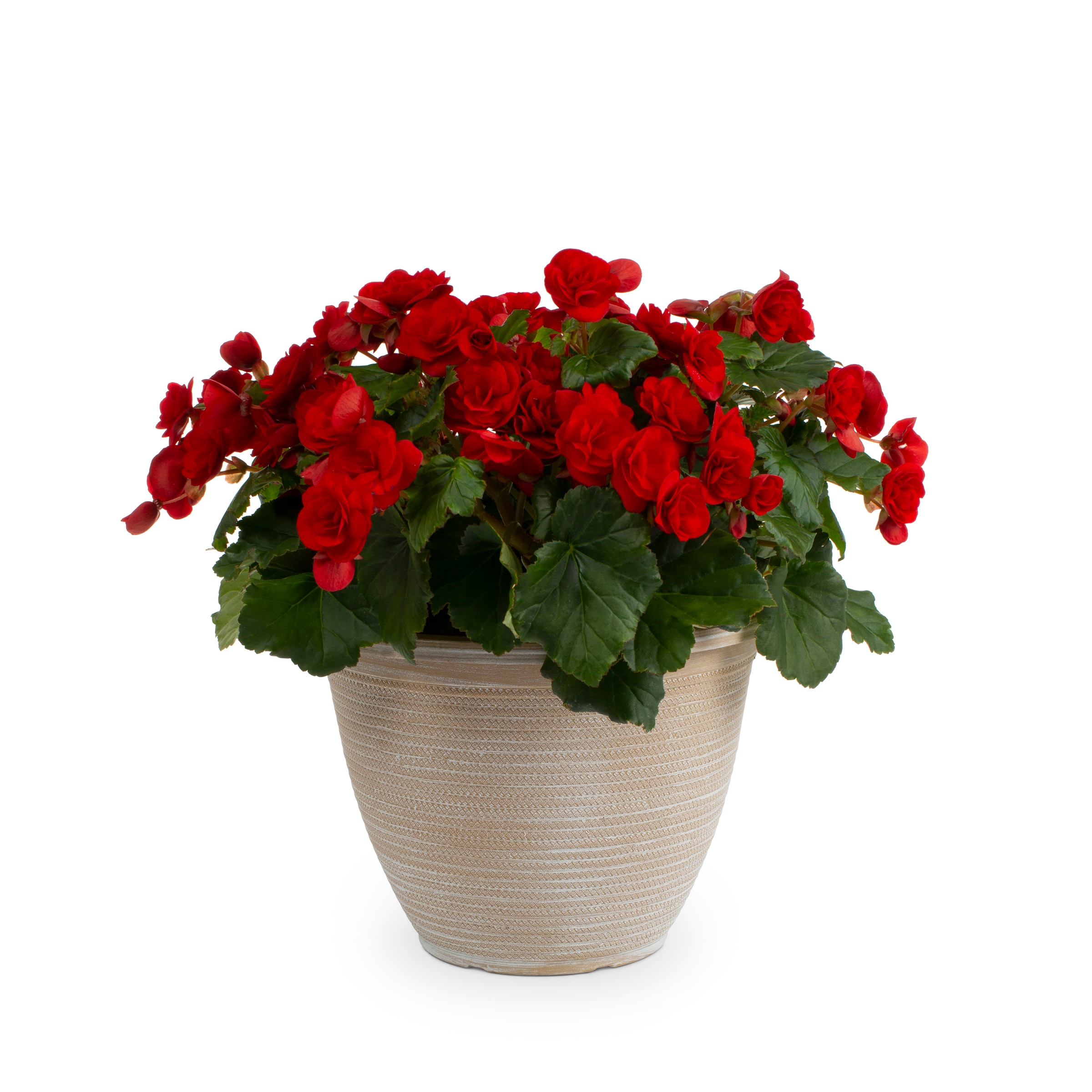 Lowe's 1-3130 annuals - View #2