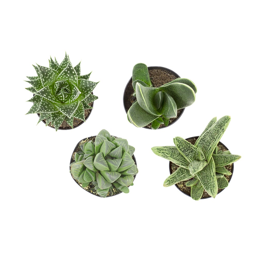 Altman Plants 0880051 Cacti-Succulents - View #2