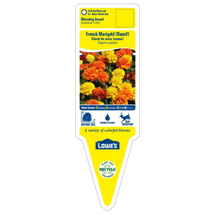 Lowe's NURSERY annuals - View #2