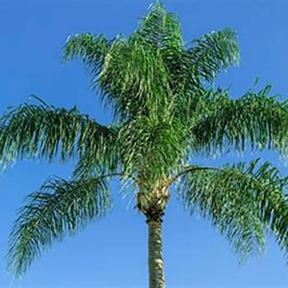 Lowe's 4661418 trees - View #2