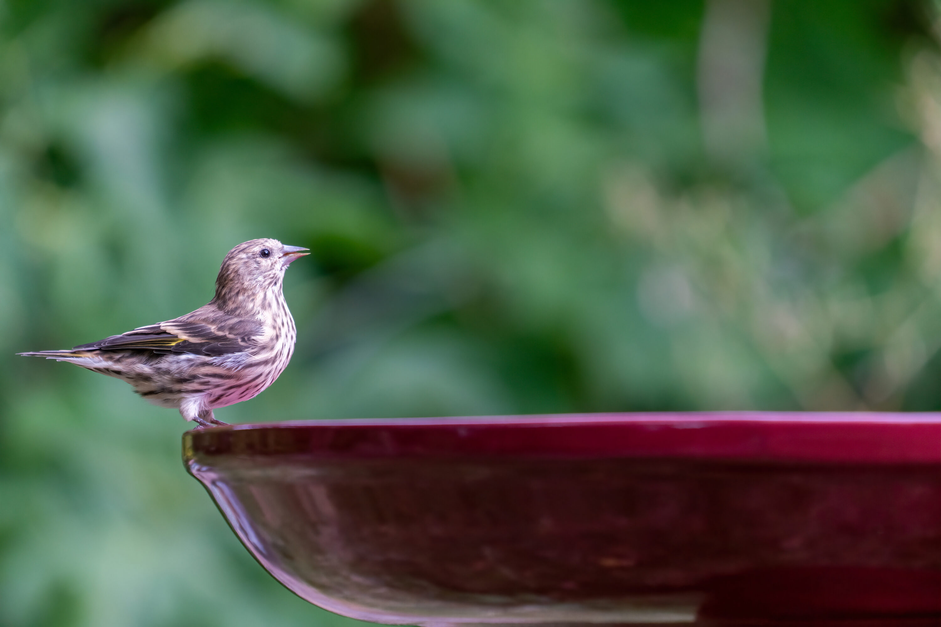 Burgundy Ceramic Clay Pedestal Bird Bath, 22"H x 17"D