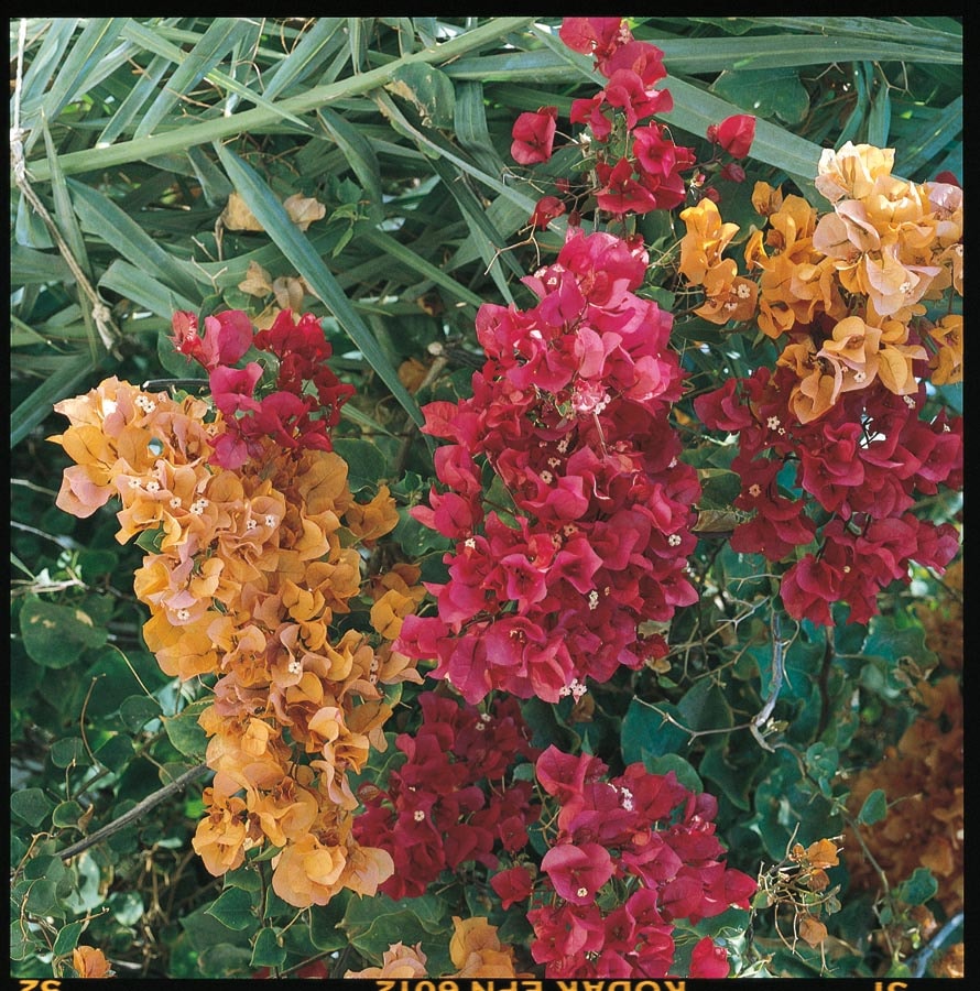 Multicolor Hybrid Bougainvillea Flowering Shrub in 3-Gallon (s) Pot in the  Shrubs department at 