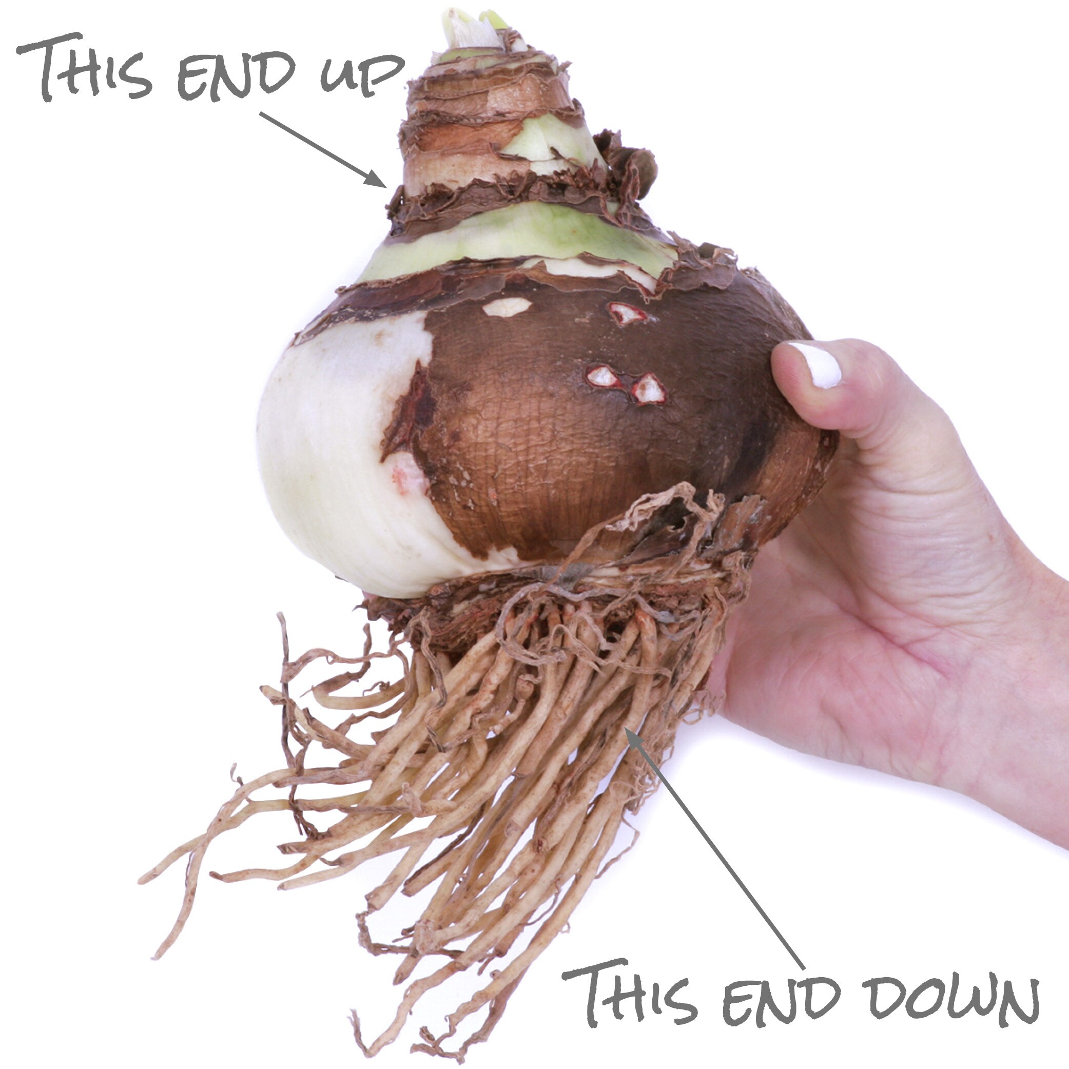 Van Zyverden 87217 Plant-Bulbs - View #5