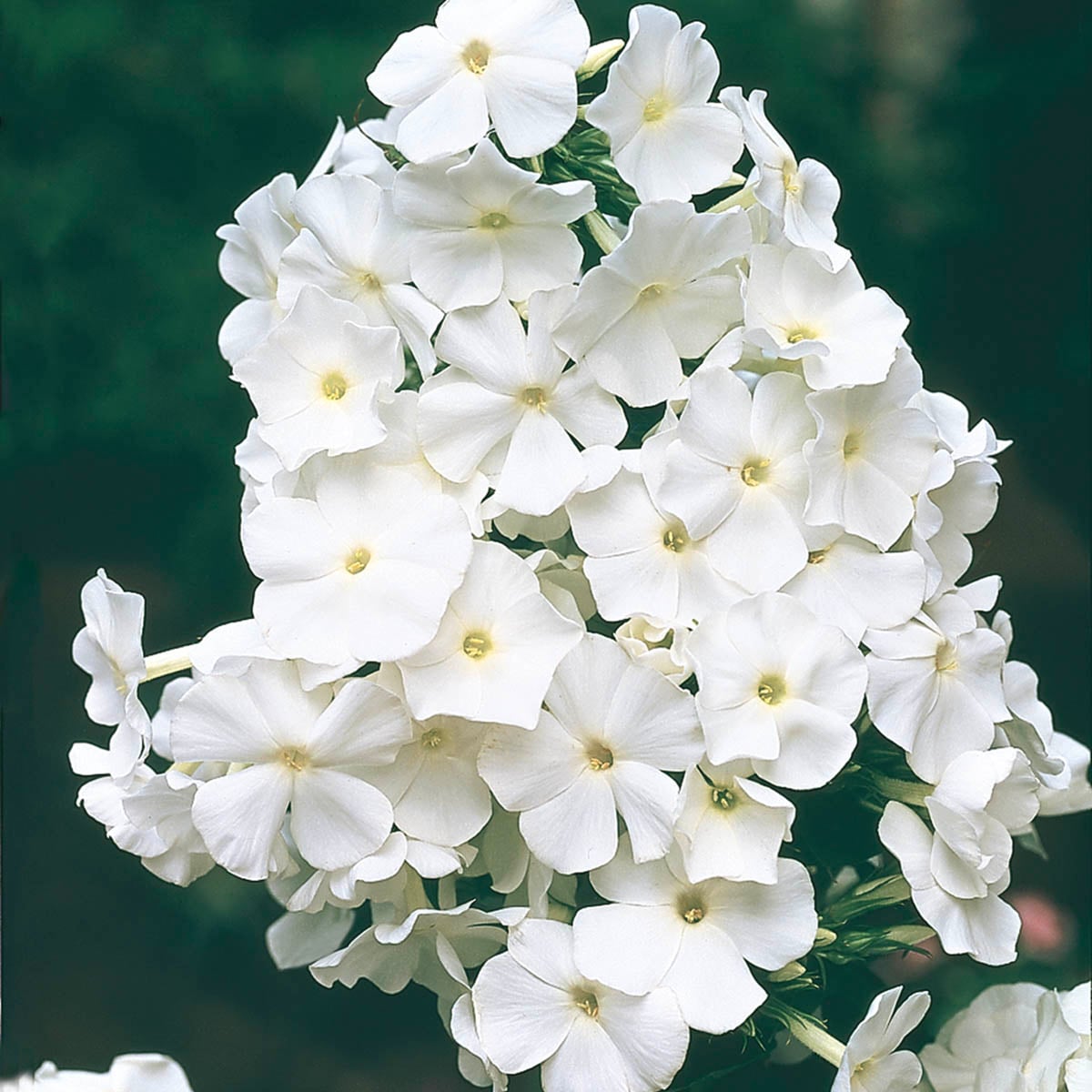 Spring Hill Nurseries White David Tall Phlox Perennial Plants Plant in ...