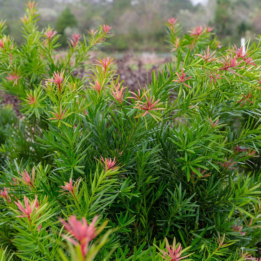 Southern Living Plant Collection 48442-1 shrubs - View #5