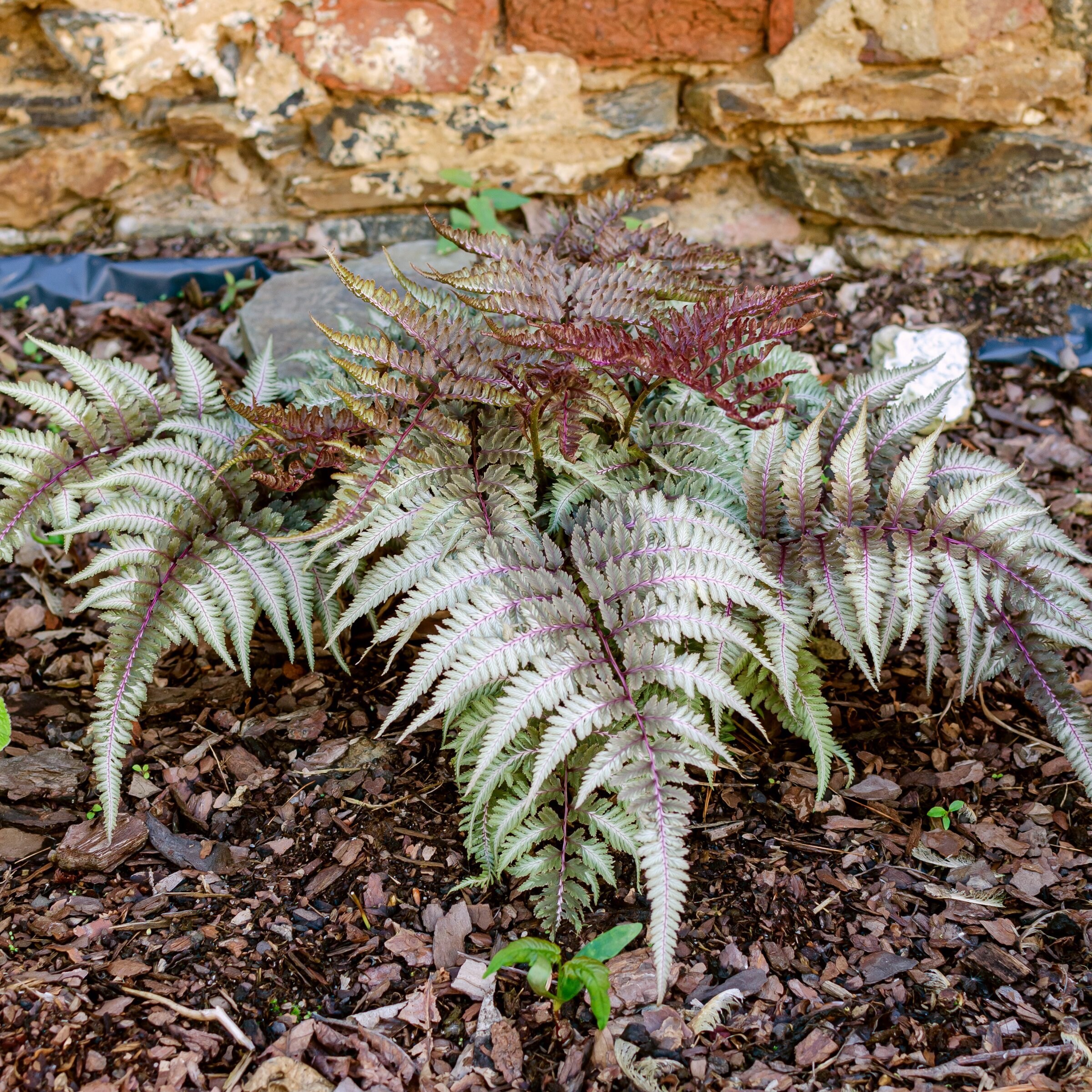 National Plant Network LW2578 perennials - View #8