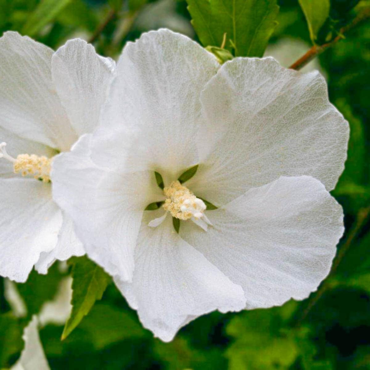 Gurney's Seed and Nursery 88979 Diana Rose of Sharon Althea White Flowering Shrub in 1 -Pack Bare root 1 -Pack