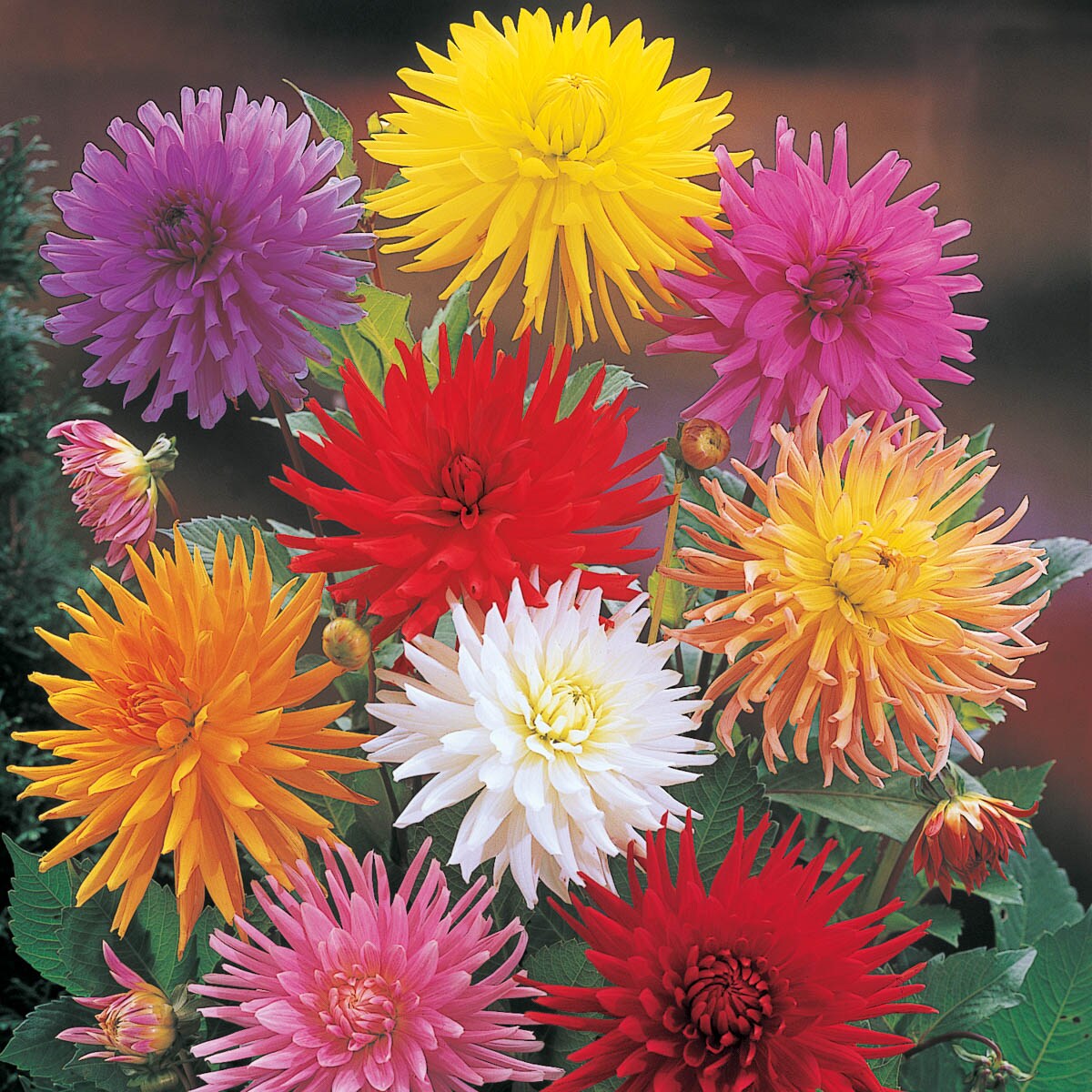Breck's 90307 Multicolor Cactus Dahlia Mixture Dormant Flowering Bare Root Bulbs 5 Pack