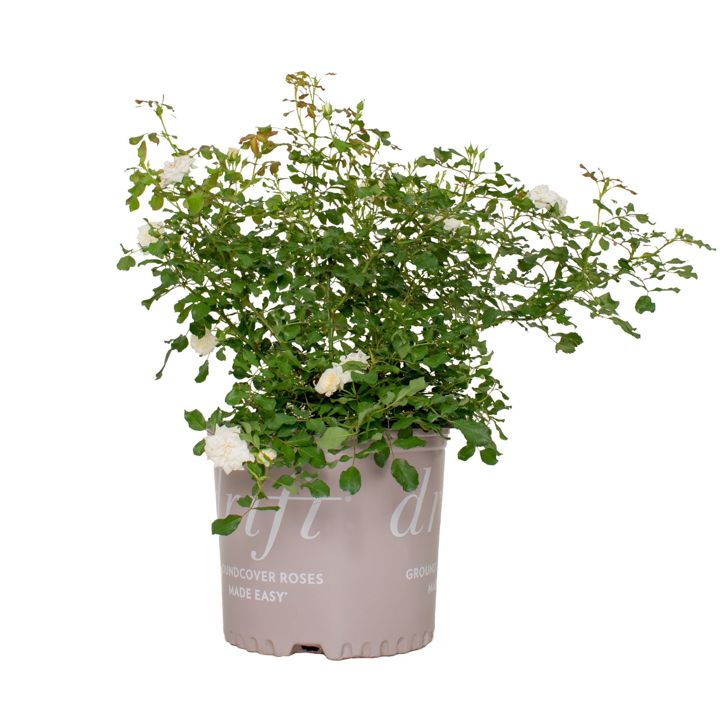 National Plant Network LW1818 roses - View #4