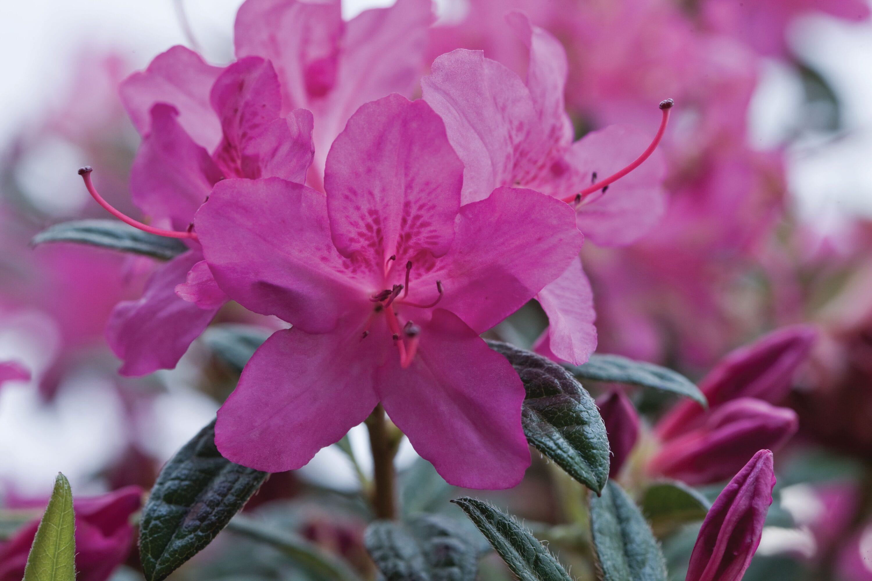 Encore Azalea 80452-1 shrubs - View #3