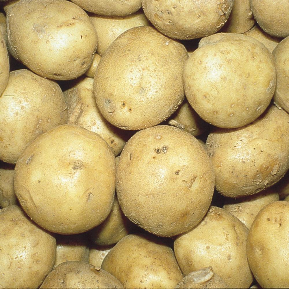 Spring Hill Nurseries 74024 Seed Potato Kennebec Bareroot Plant